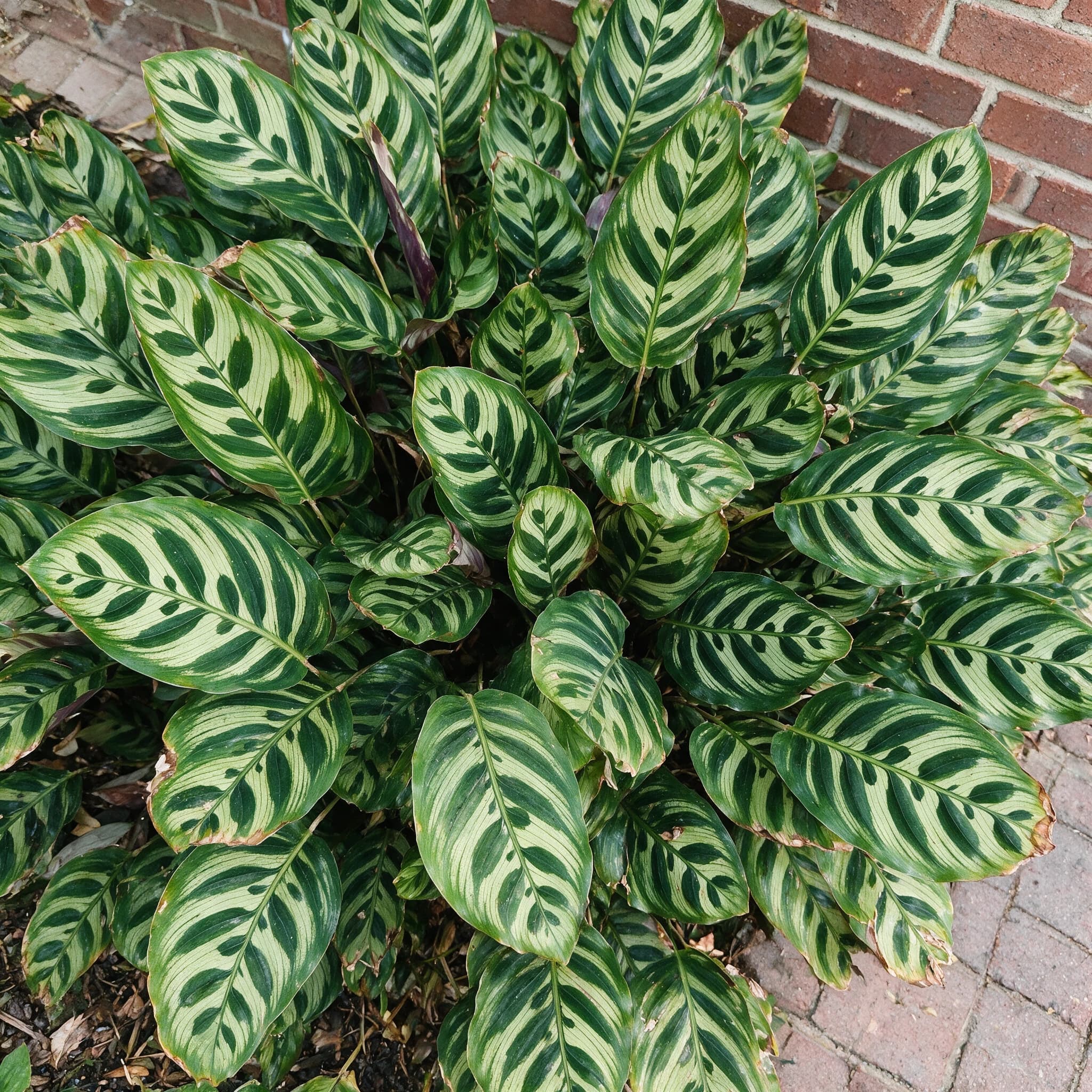 קלתיאה מקויאנה (calathea makoyana) — תקריב עלים, משתלת הדר נוי