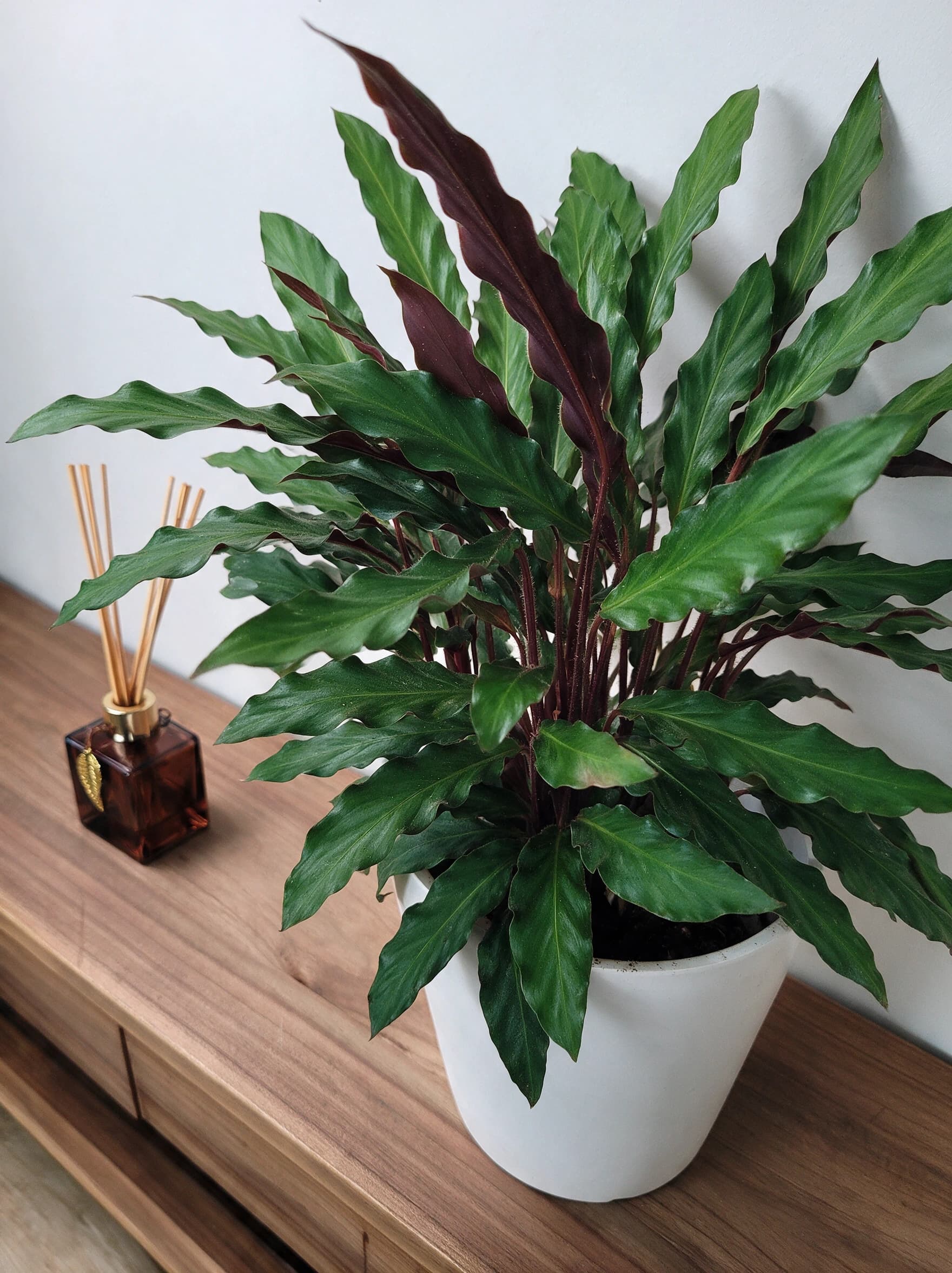 קלתיאה רופיברבה (calathea rufibarba), קלתיאה בעציץ קרמי לבן על שידת עץ בסלון, צמח בית בסלון ובמשרד, משתלת הדר נוי