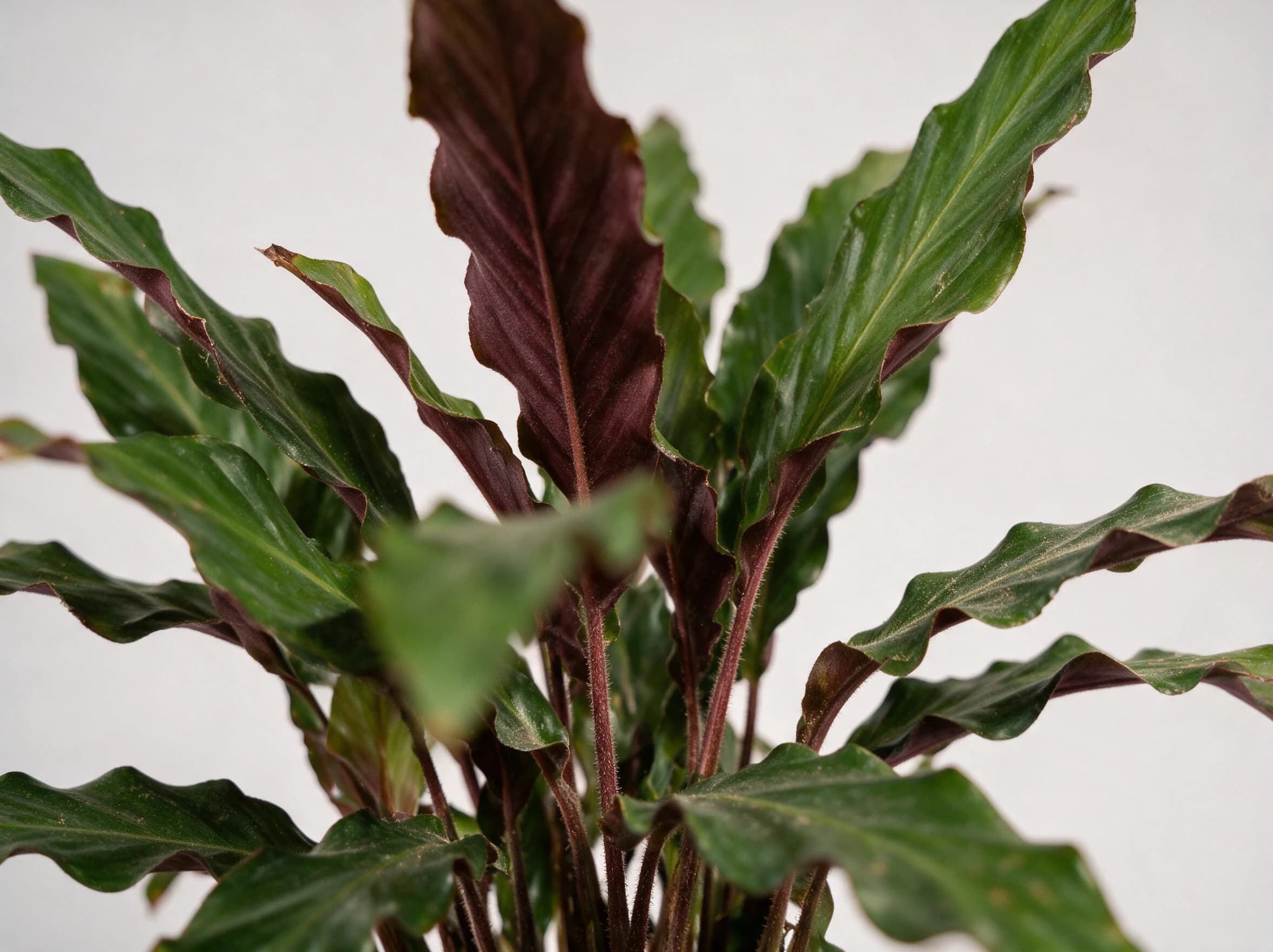 קלתיאה רופיברבה (calathea rufibarba) — תקריב עלים, משתלת הדר נוי