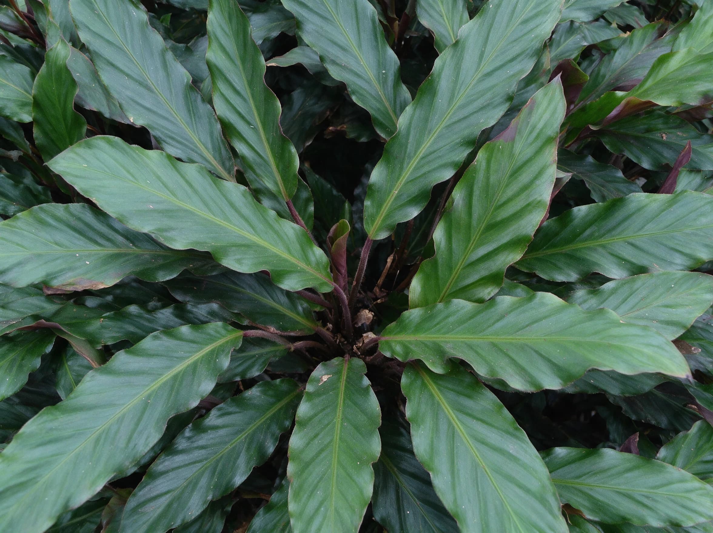 קלתיאה רופיברבה (calathea rufibarba) — תקריב עלים, משתלת הדר נוי
