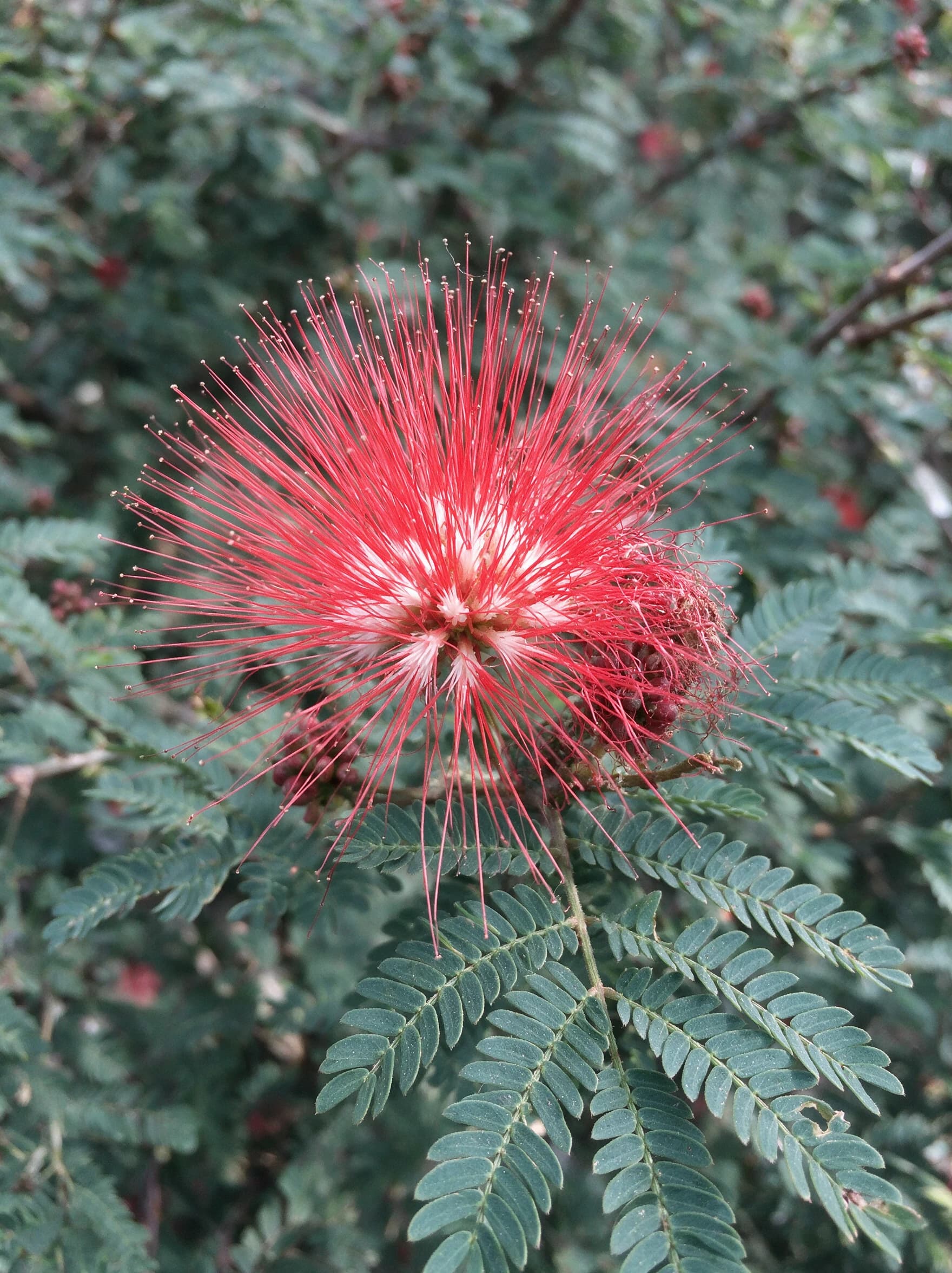 קליאנדרה קליפורנית (calliandra californica) — תקריב פריחה, משתלת הדר נוי