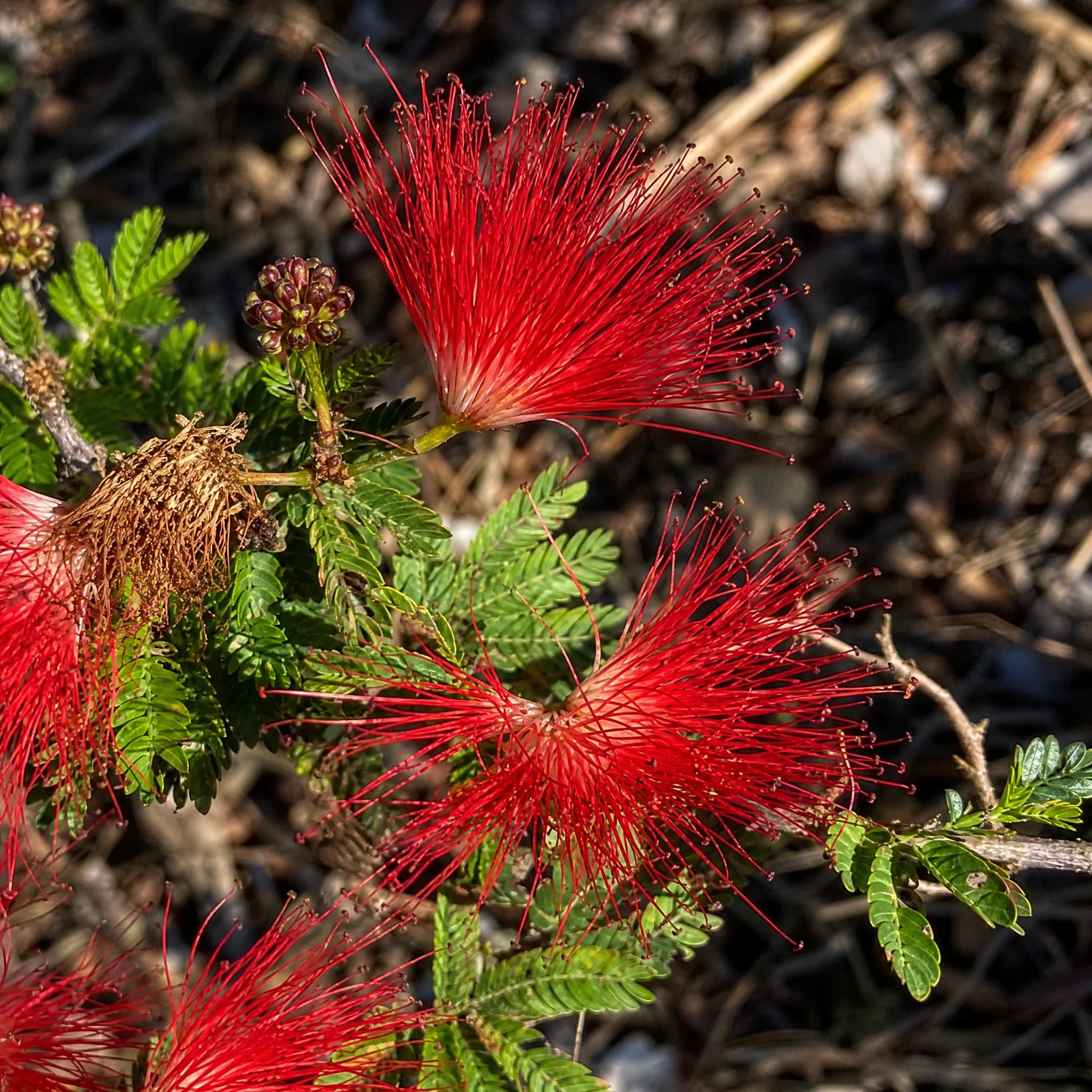 קליאנדרה קליפורנית (calliandra californica) — תקריב פריחה, משתלת הדר נוי