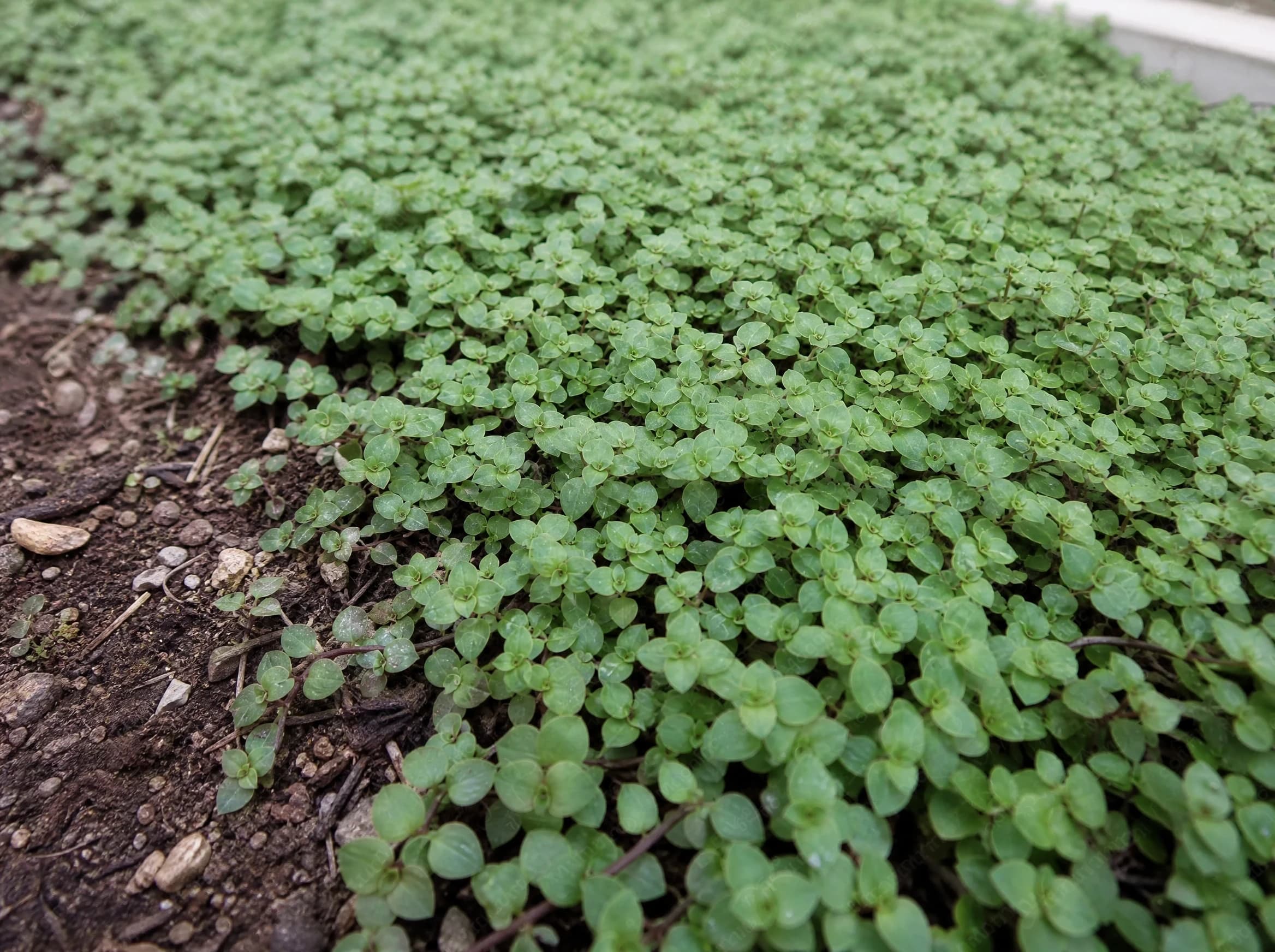 קליסיה זוחלת (callisia repens), מרבד צפוף של קליסיה זוחלת המכסה את הקרקע בגינה, כיסוי קרקע, משתלת הדר נוי