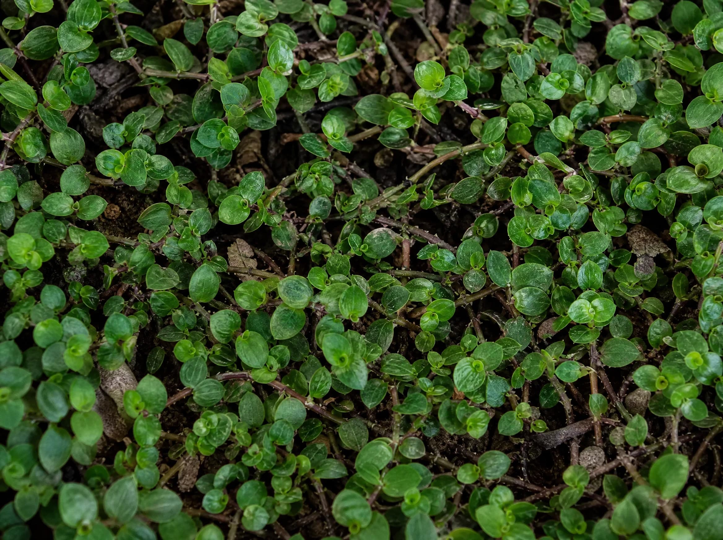קליסיה זוחלת (ירוקה) (callisia repens) — תקריב עלים, משתלת הדר נוי