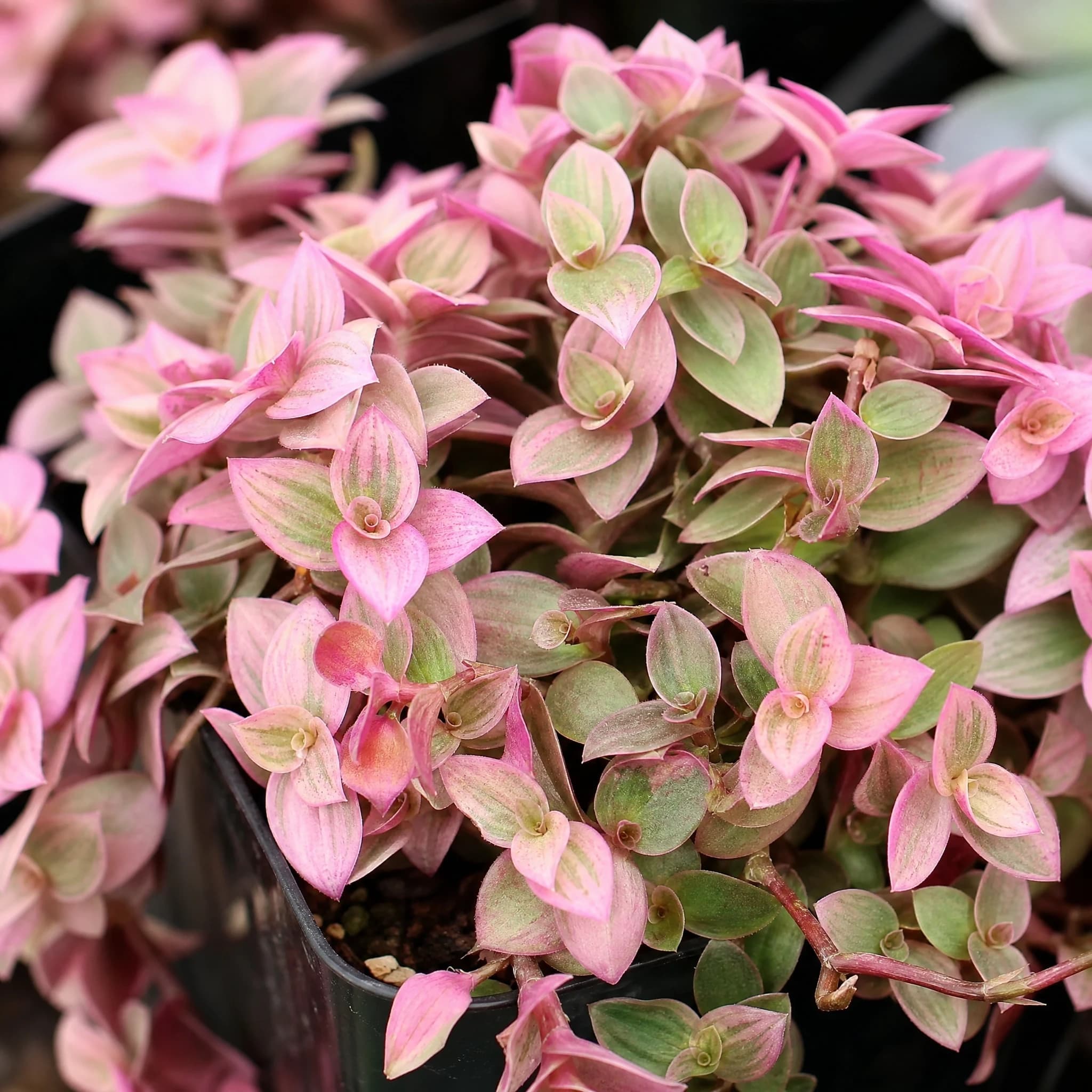קליסיה ורודה (callisia repens pink lady) — תקריב עלים, משתלת הדר נוי