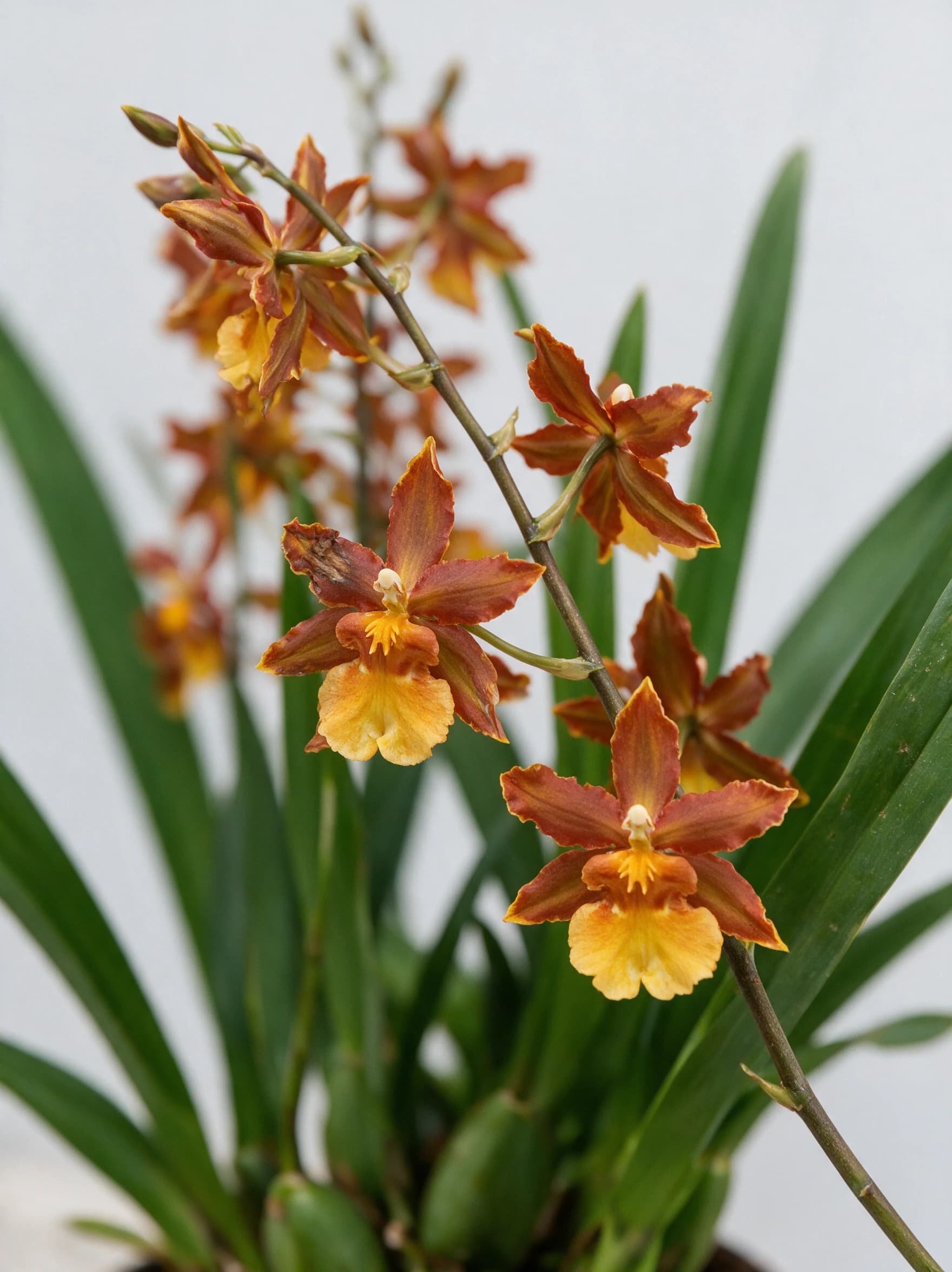 סחלב קמבריה על קשת (cambria orchid hybrid) — תקריב פריחה, משתלת הדר נוי
