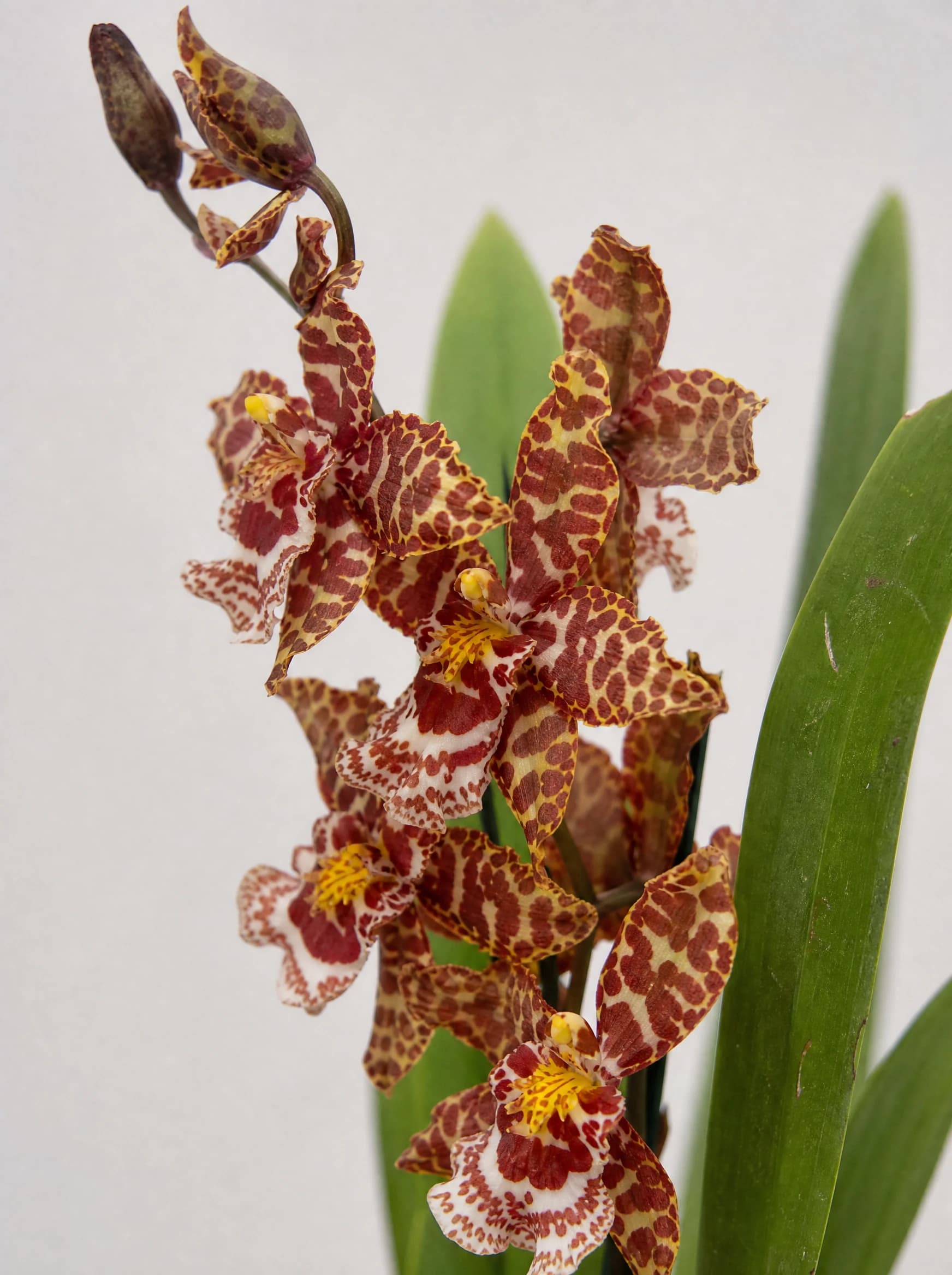 סחלב קמבריה על קשת (cambria orchid hybrid) — תקריב פריחה, משתלת הדר נוי