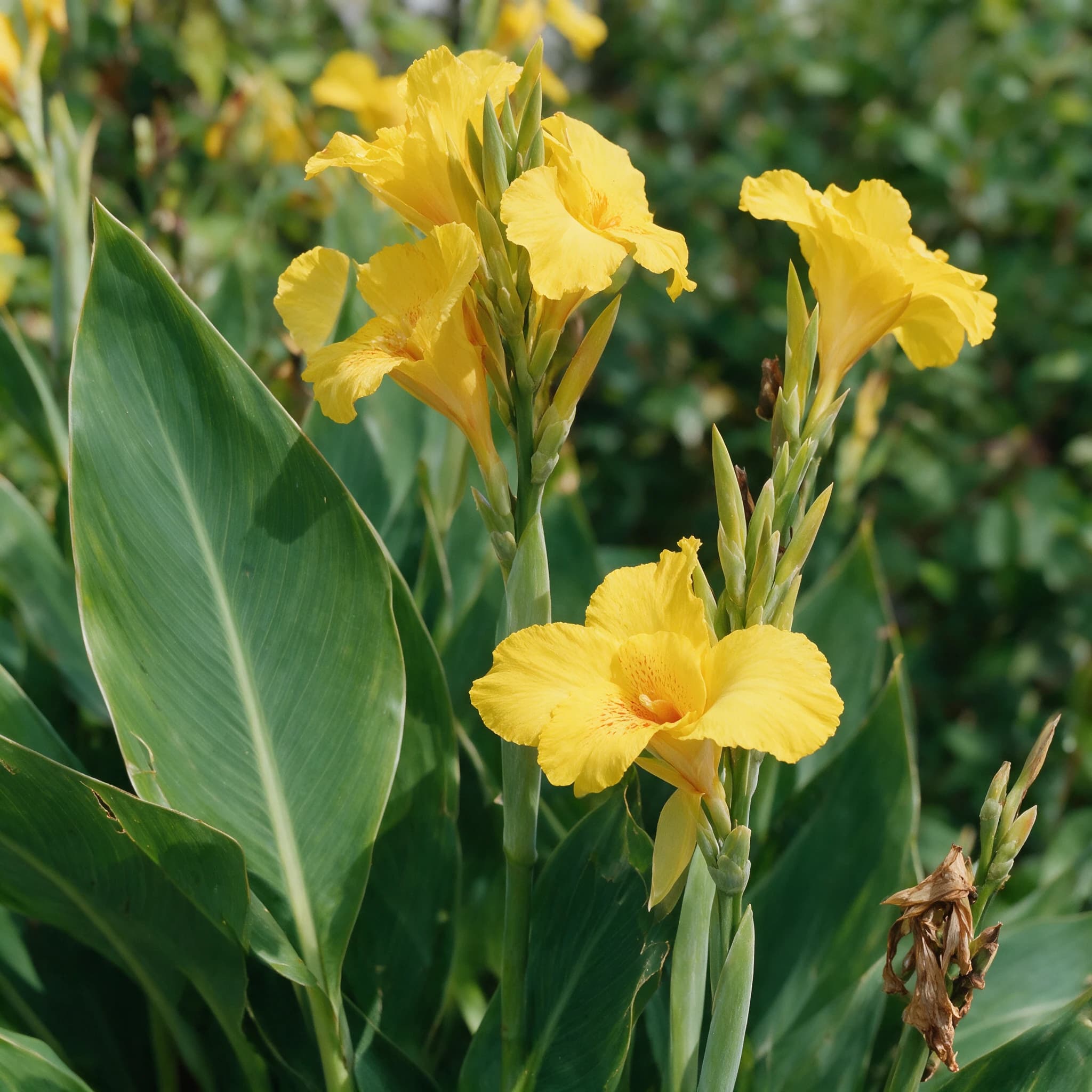 קנה הודית מיקס (canna indica) — תקריב פריחה, משתלת הדר נוי