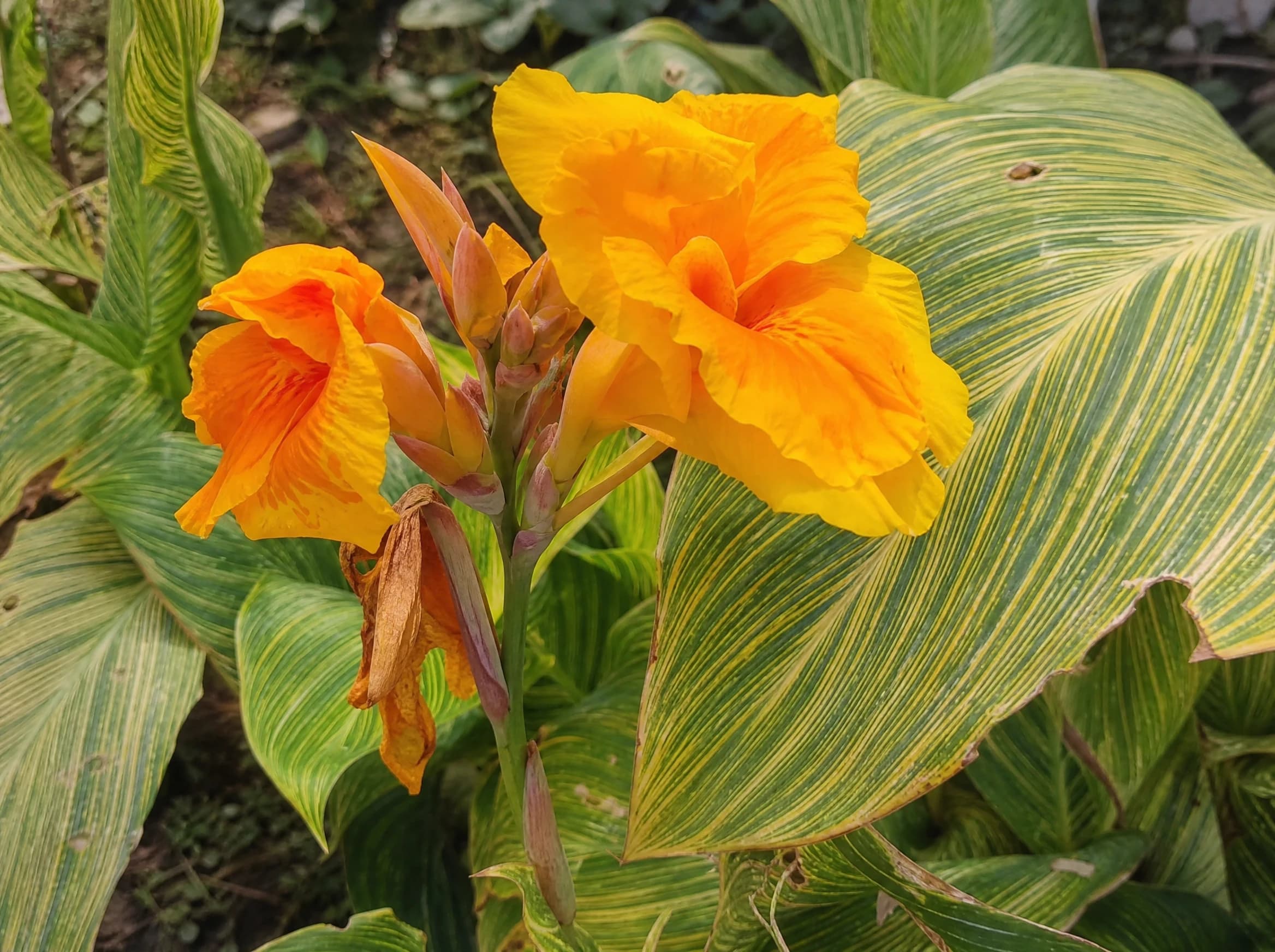 קנה הודית מיקס (canna indica) — תקריב פריחה, משתלת הדר נוי