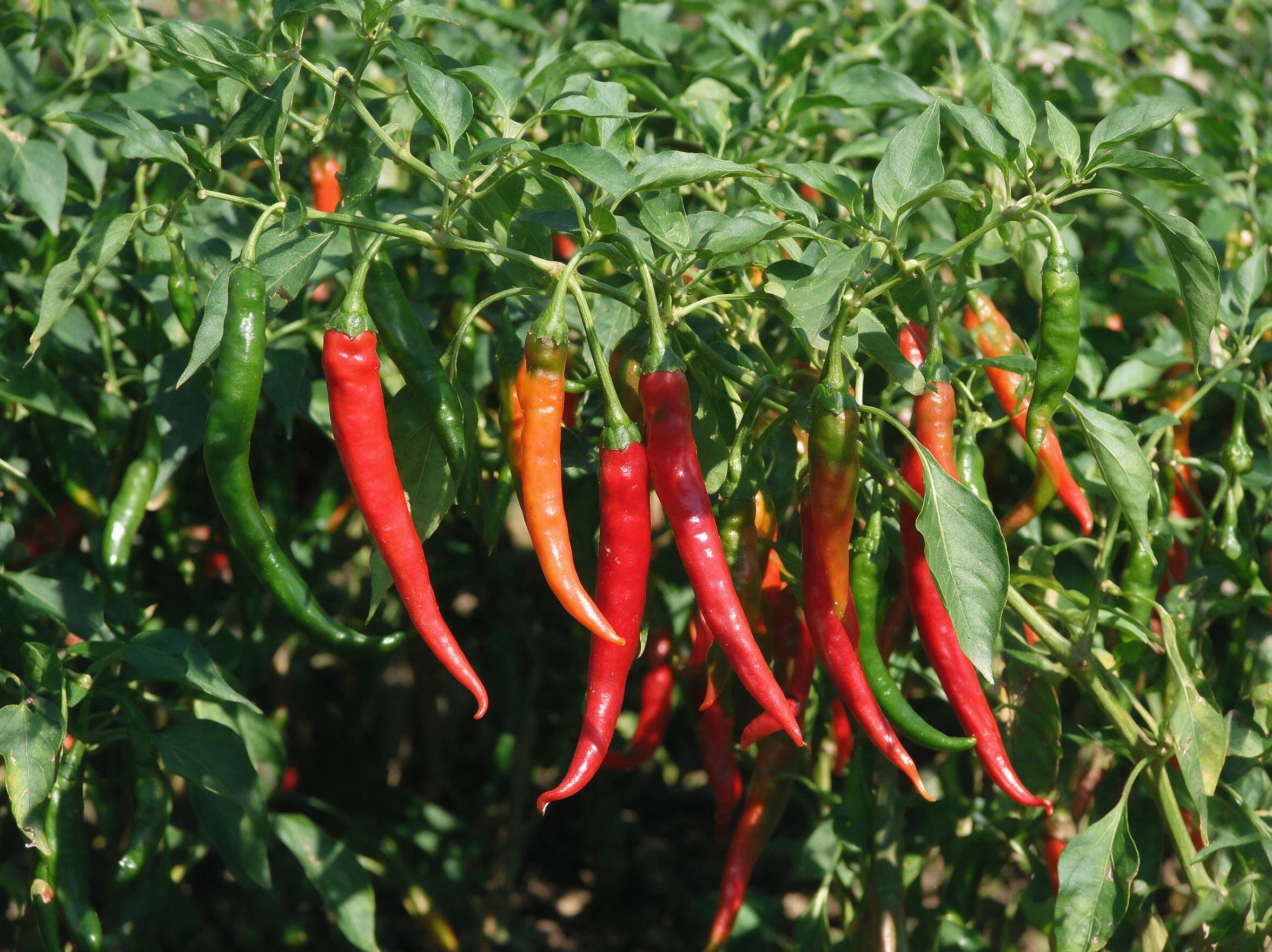 שתיל פלפל חריף (capsicum annuum) — תקריב פרי, משתלת הדר נוי
