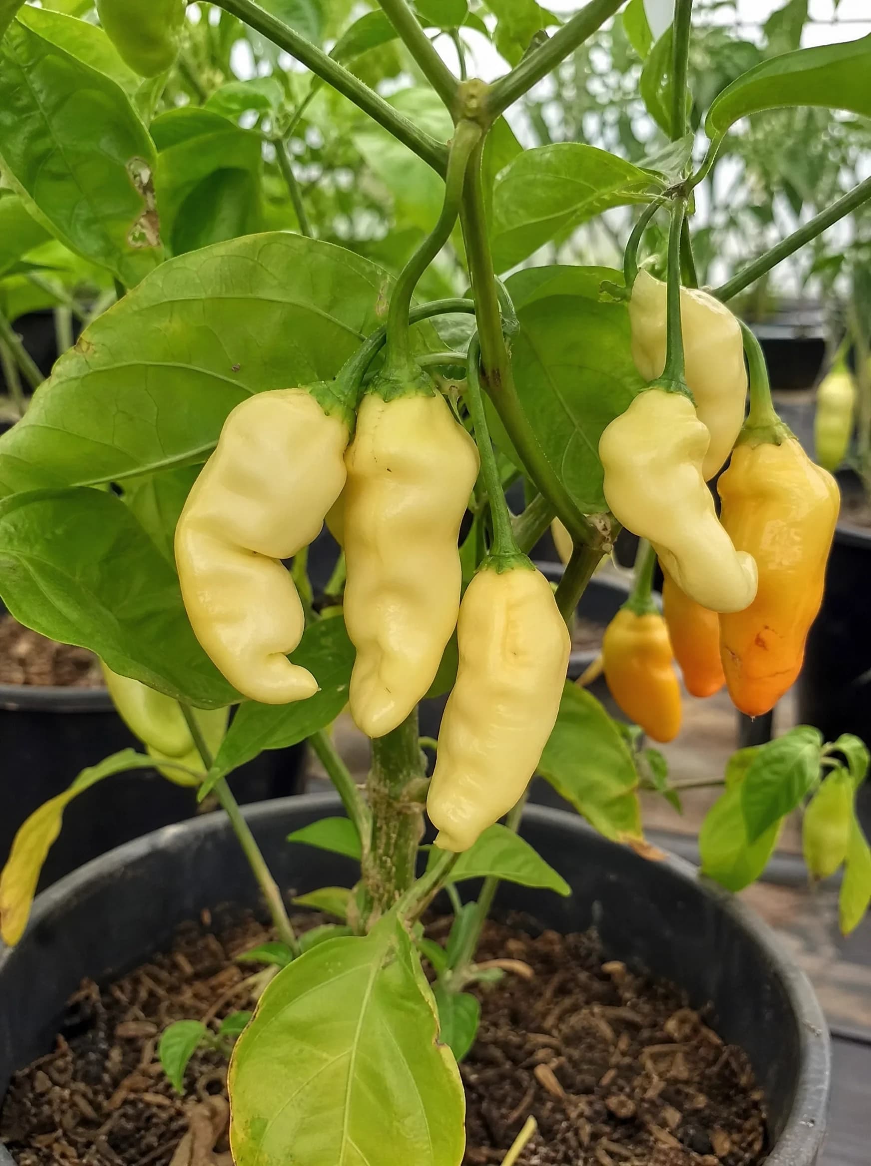 שתיל פלפל חריף (capsicum annuum) — תקריב פרי, משתלת הדר נוי