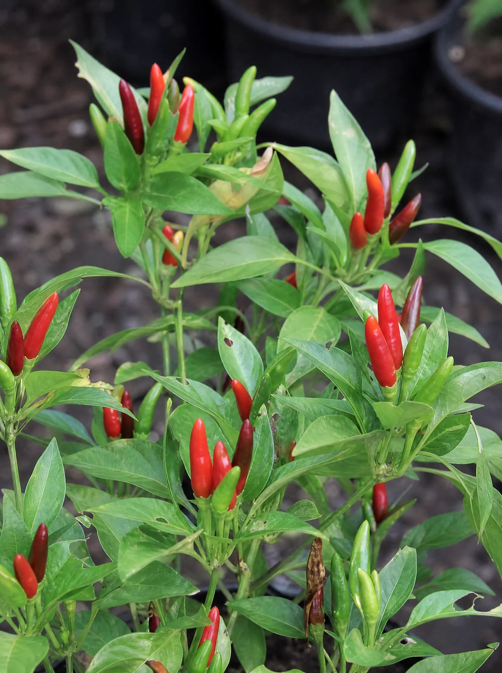 שתיל פלפל חריף (capsicum annuum) — תקריב פרי, משתלת הדר נוי