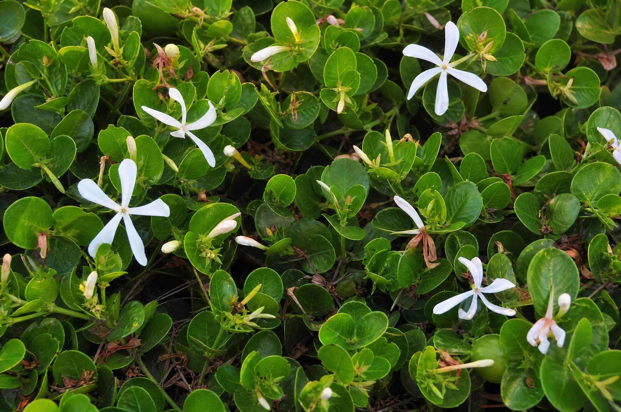קריסה 'גרין קרפט׳ (שזיף נטאל) (carissa macrocarpa green carpet) — תקריב פריחה, משתלת הדר נוי