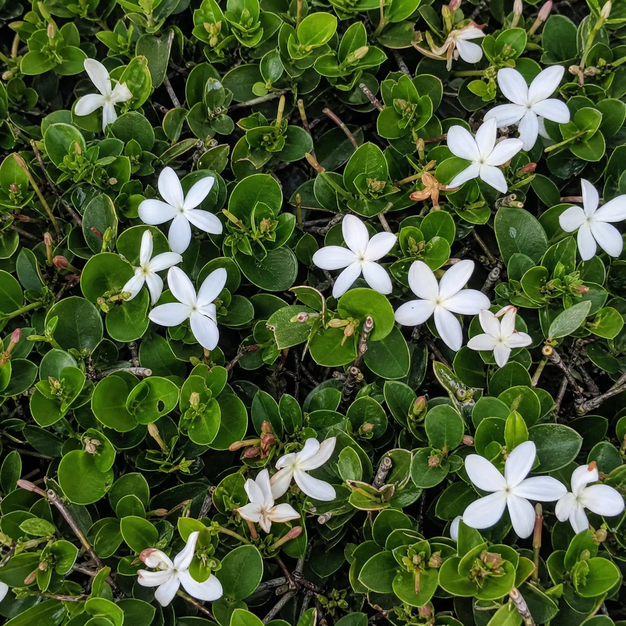 קריסה 'גרין קרפט׳ (שזיף נטאל) (carissa macrocarpa green carpet) — תקריב פריחה, משתלת הדר נוי