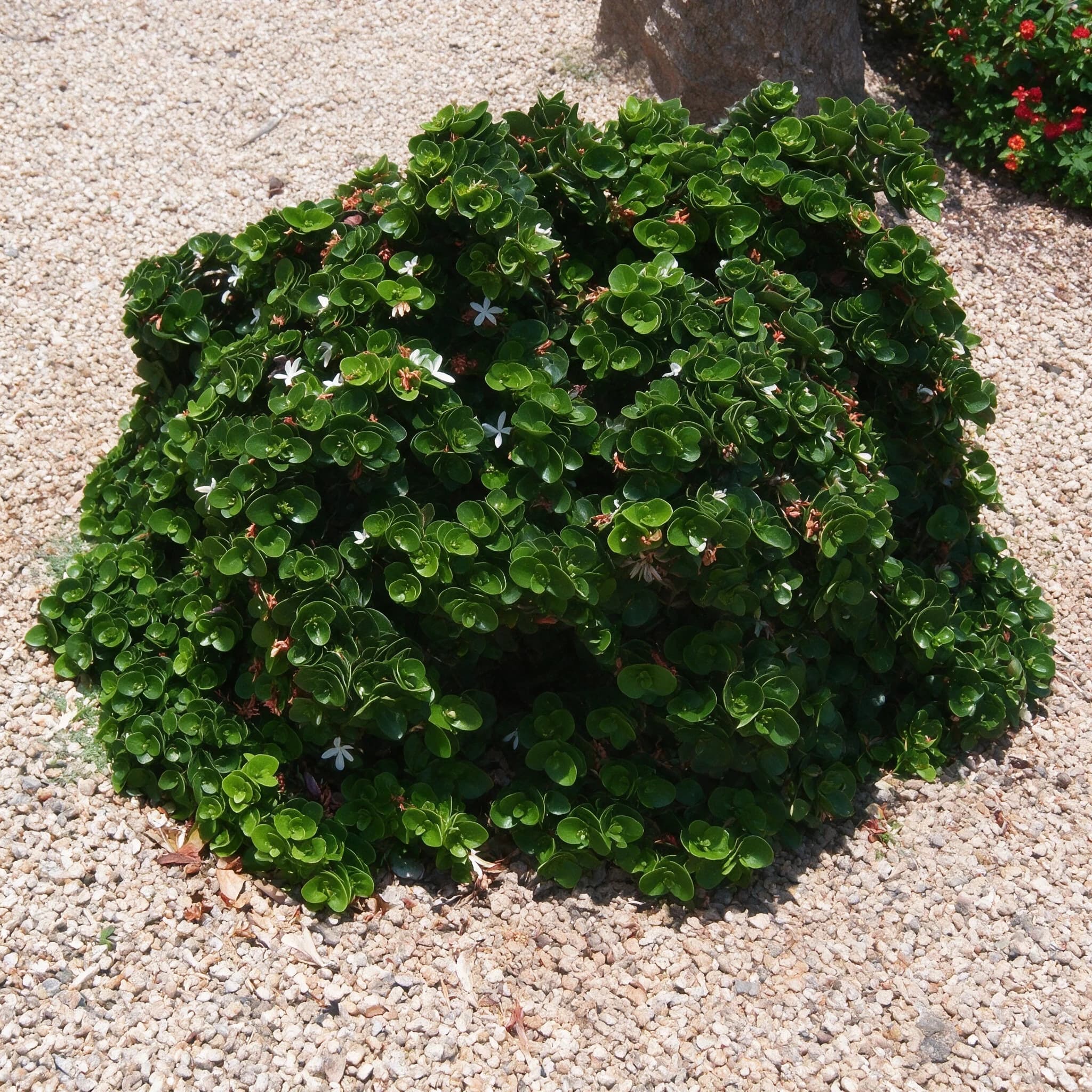 קריסה 'גרין קרפט׳ (שזיף נטאל) (carissa macrocarpa green carpet) — כרית קריסה ירוקה נמוכה פורחת בלבן בערוגת חצץ לרגלי עץ — כיסוי קרקע, משתלת הדר נוי