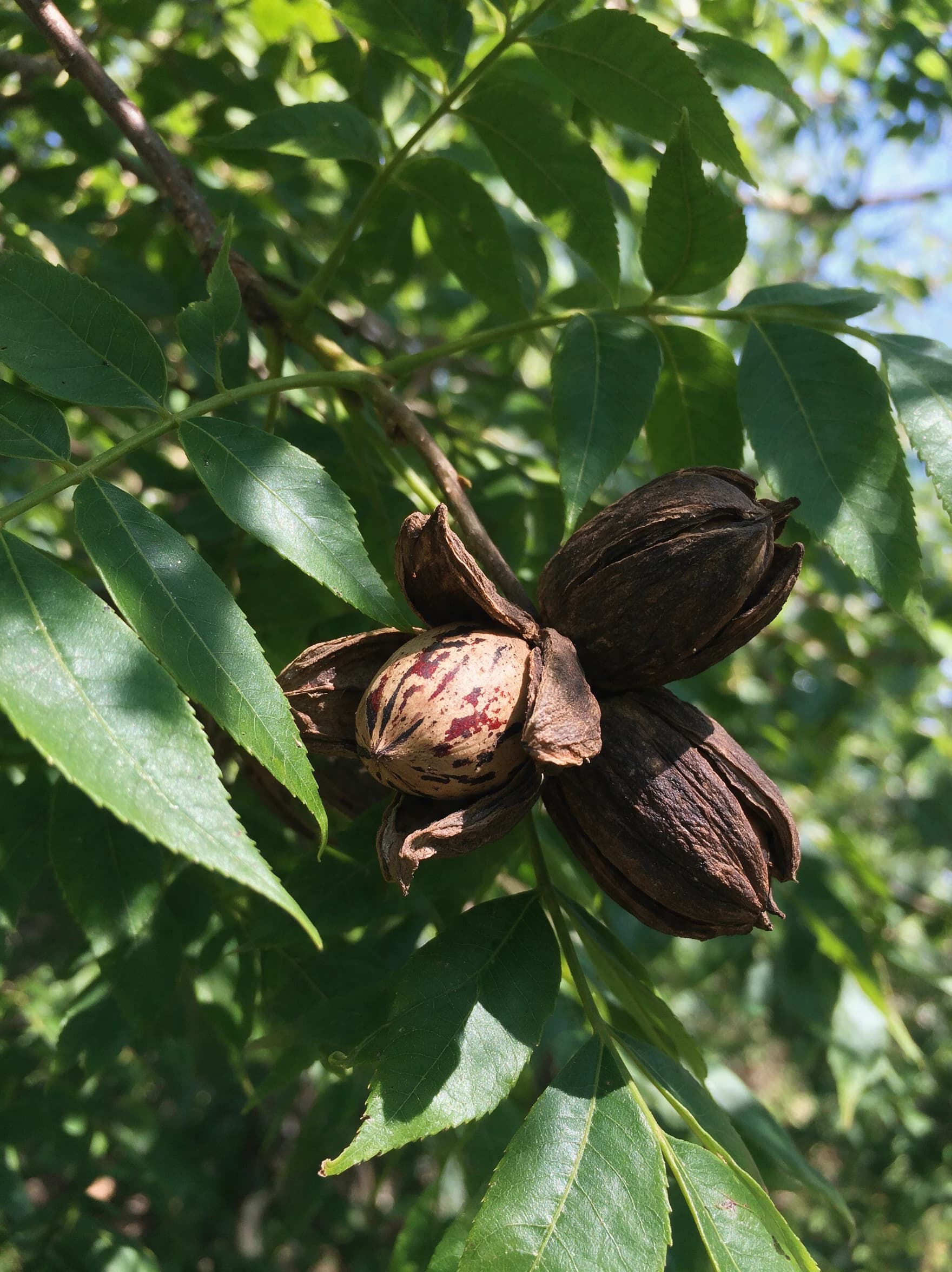 פקאן 'בורקט׳ (אגוז פקאן) (carya illinoinensis) — תקריב פרי, משתלת הדר נוי