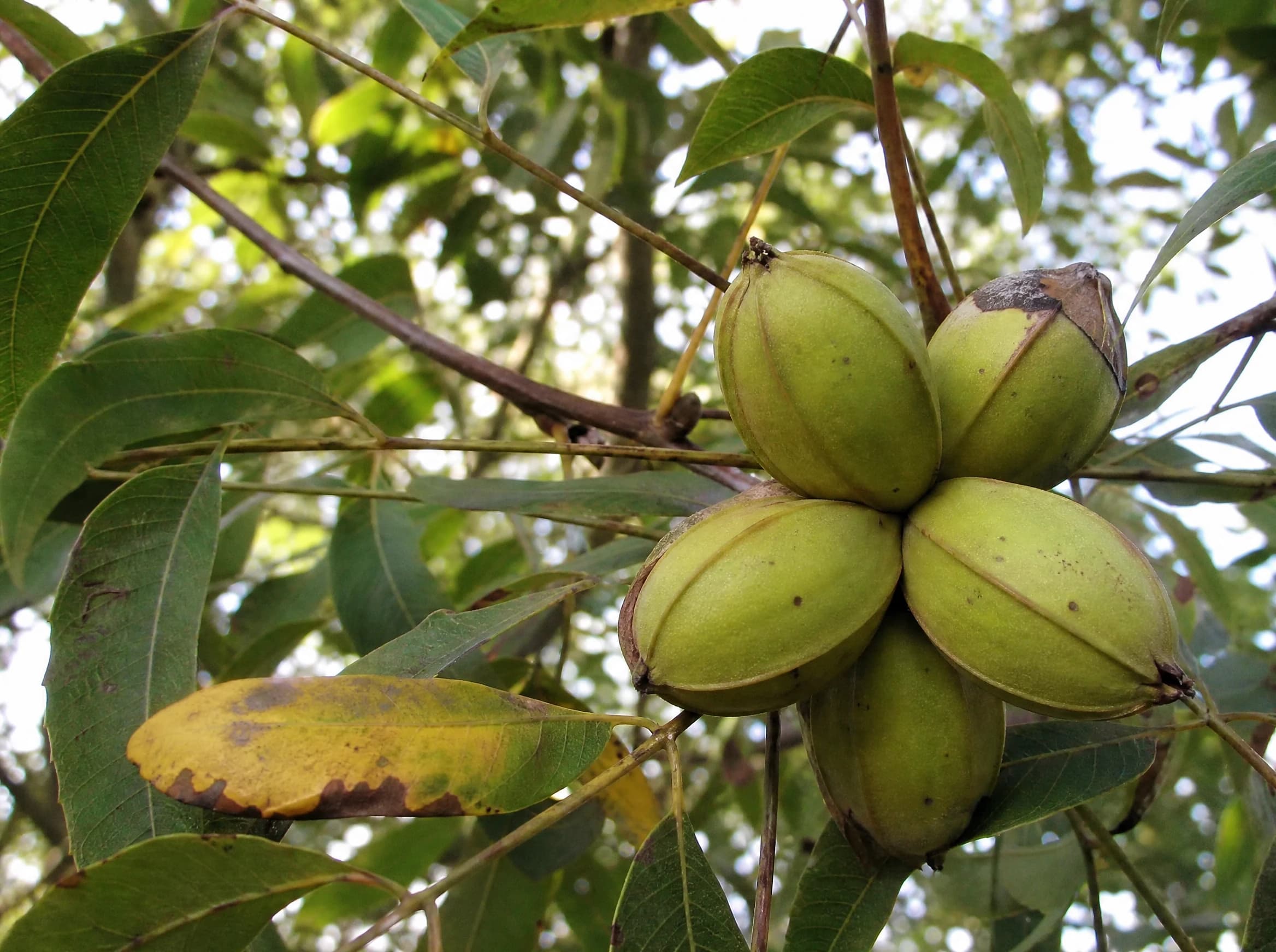 פקאן 'בורקט׳ (אגוז פקאן) (carya illinoinensis) — תקריב פרי, משתלת הדר נוי