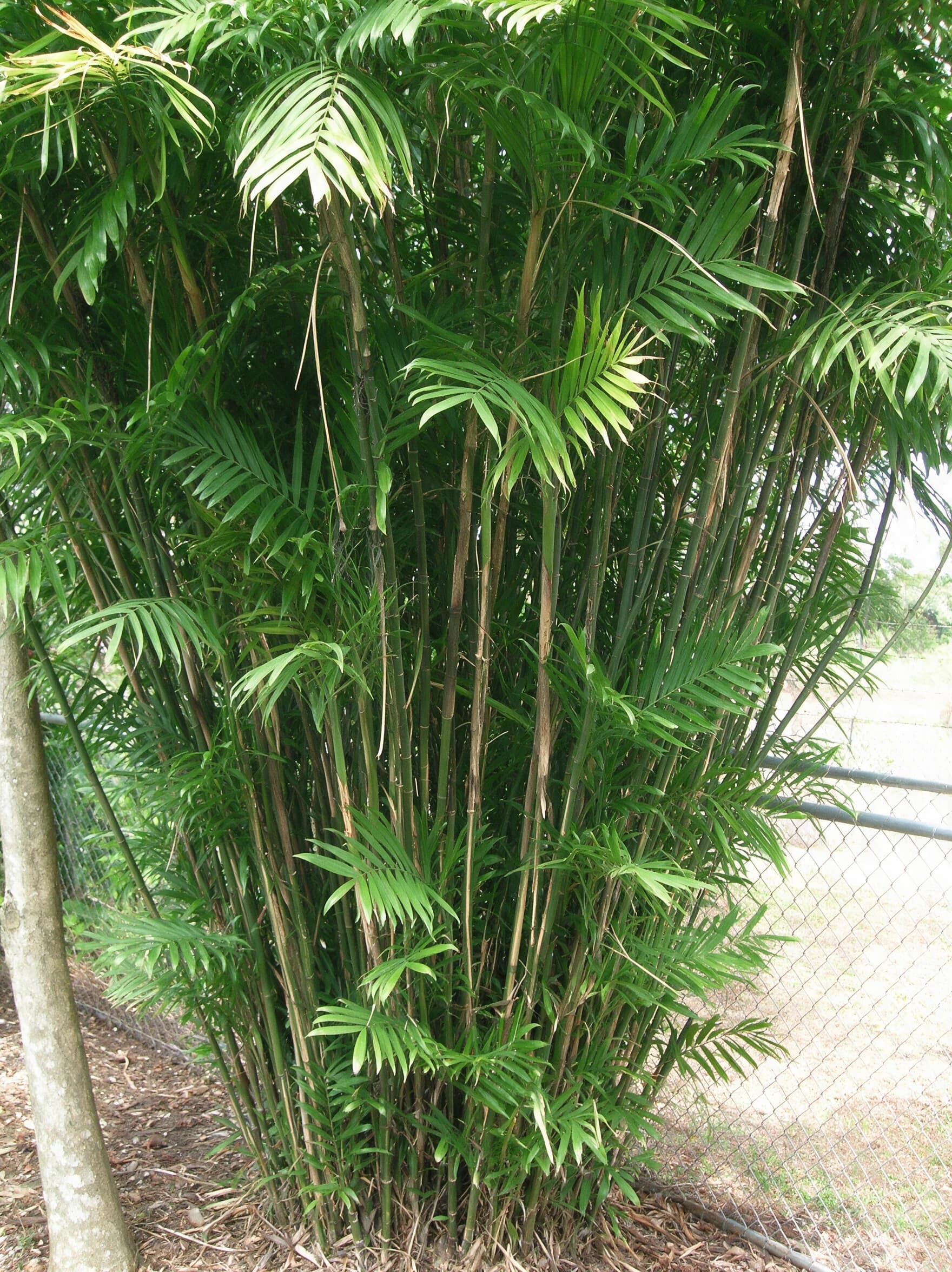 שיפריצי (דקל במבוק) (chamaedorea seifrizii) — סבך דקל במבוק צפוף כמסך ירוק לאורך גדר רשת — מסך ירוק להסתרה, משתלת הדר נוי