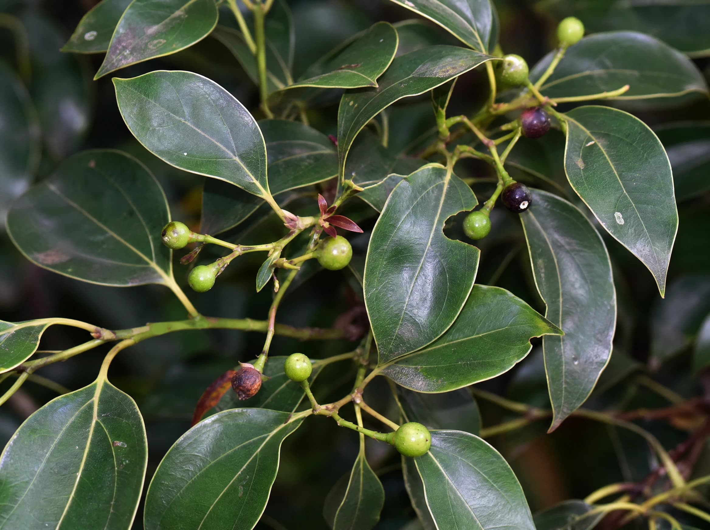 עץ קינמון קמפורי (קמפור) (cinnamomum camphora) — תקריב פרי, משתלת הדר נוי