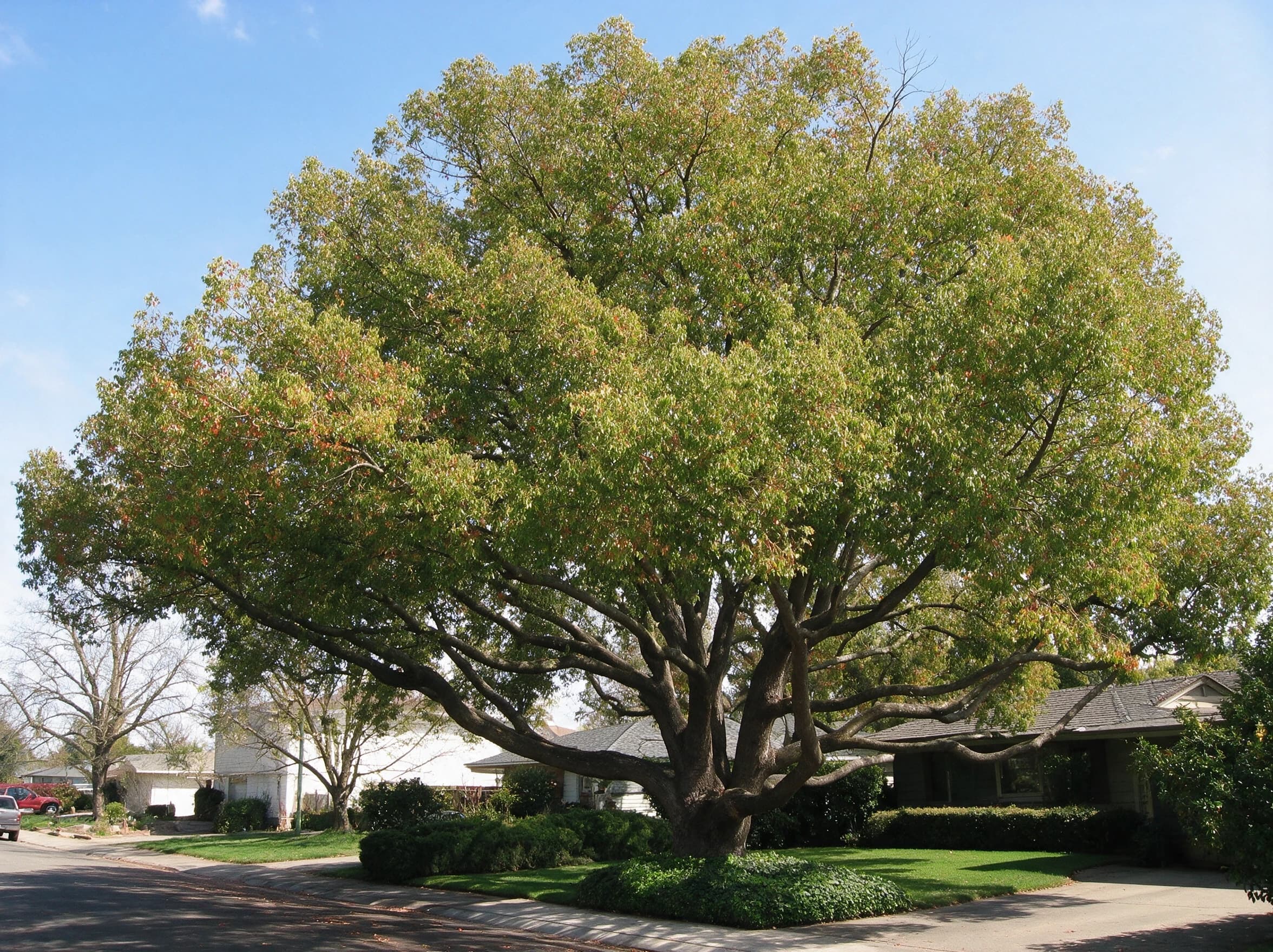 עץ קינמון קמפורי (קמפור) (cinnamomum camphora) — עץ קמפור בוגר עם צמרת רחבה מצל על רחוב שכונתי — הצללה, משתלת הדר נוי