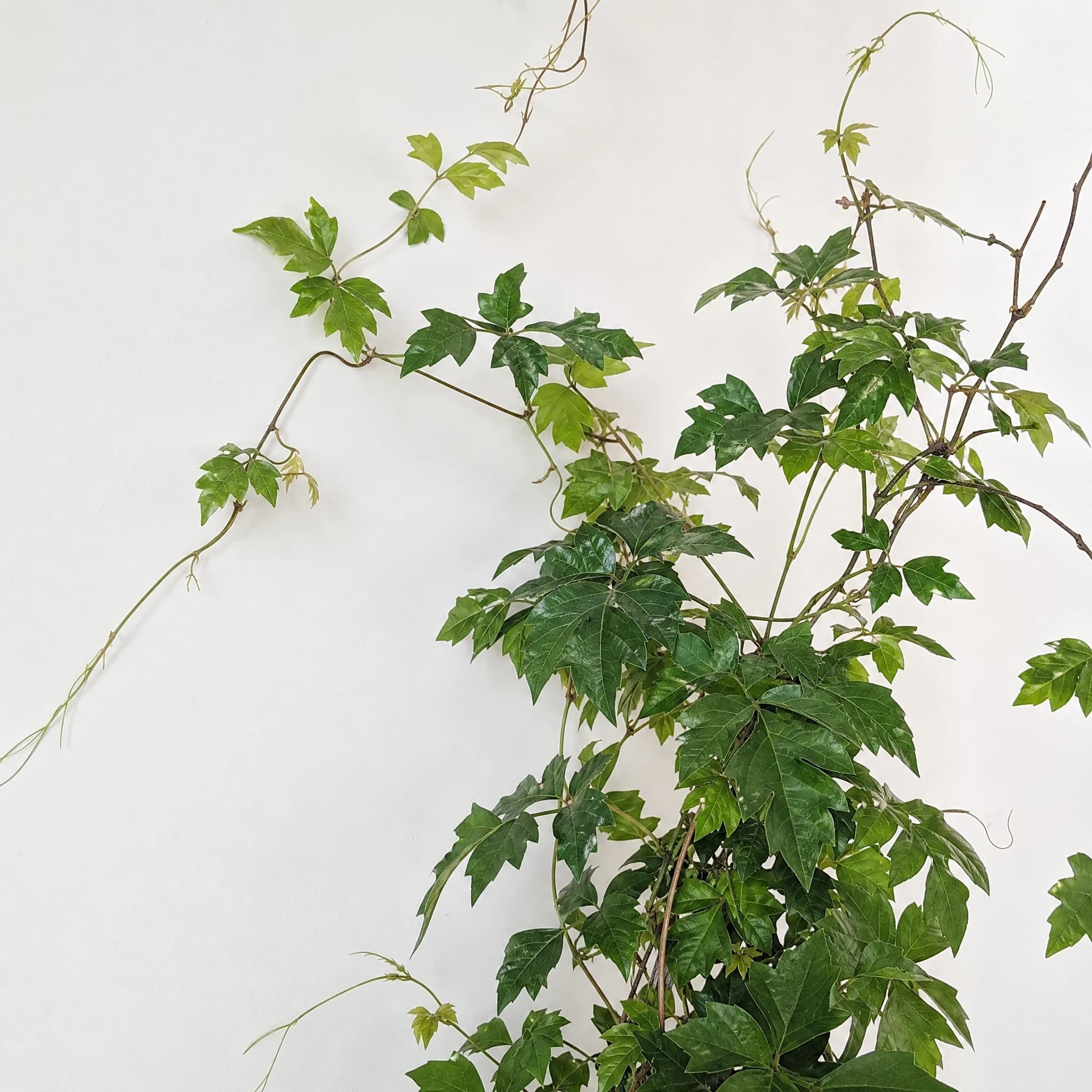 גפנית ביתית (cissus rhombifolia) — גפנית ביתית מטפסת על קיר לבן חלק בעזרת קנוקנות — מטפס על קיר ופרגולה, משתלת הדר נוי