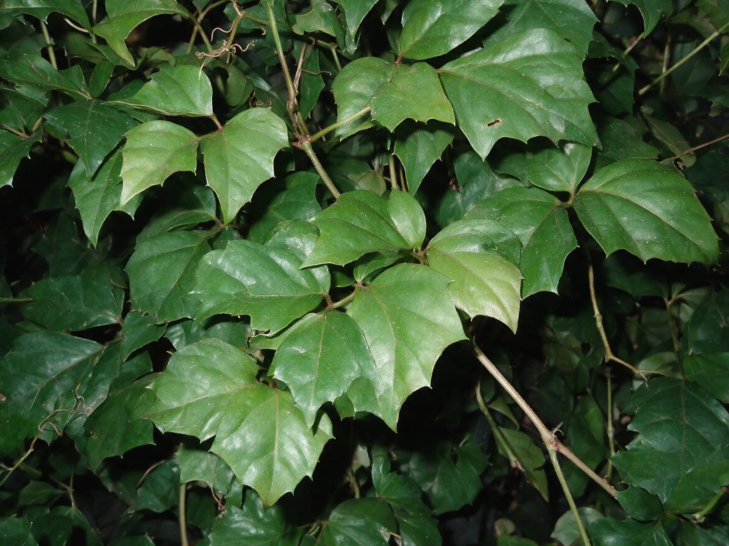 גפנית ביתית (cissus rhombifolia) — תקריב עלים, משתלת הדר נוי