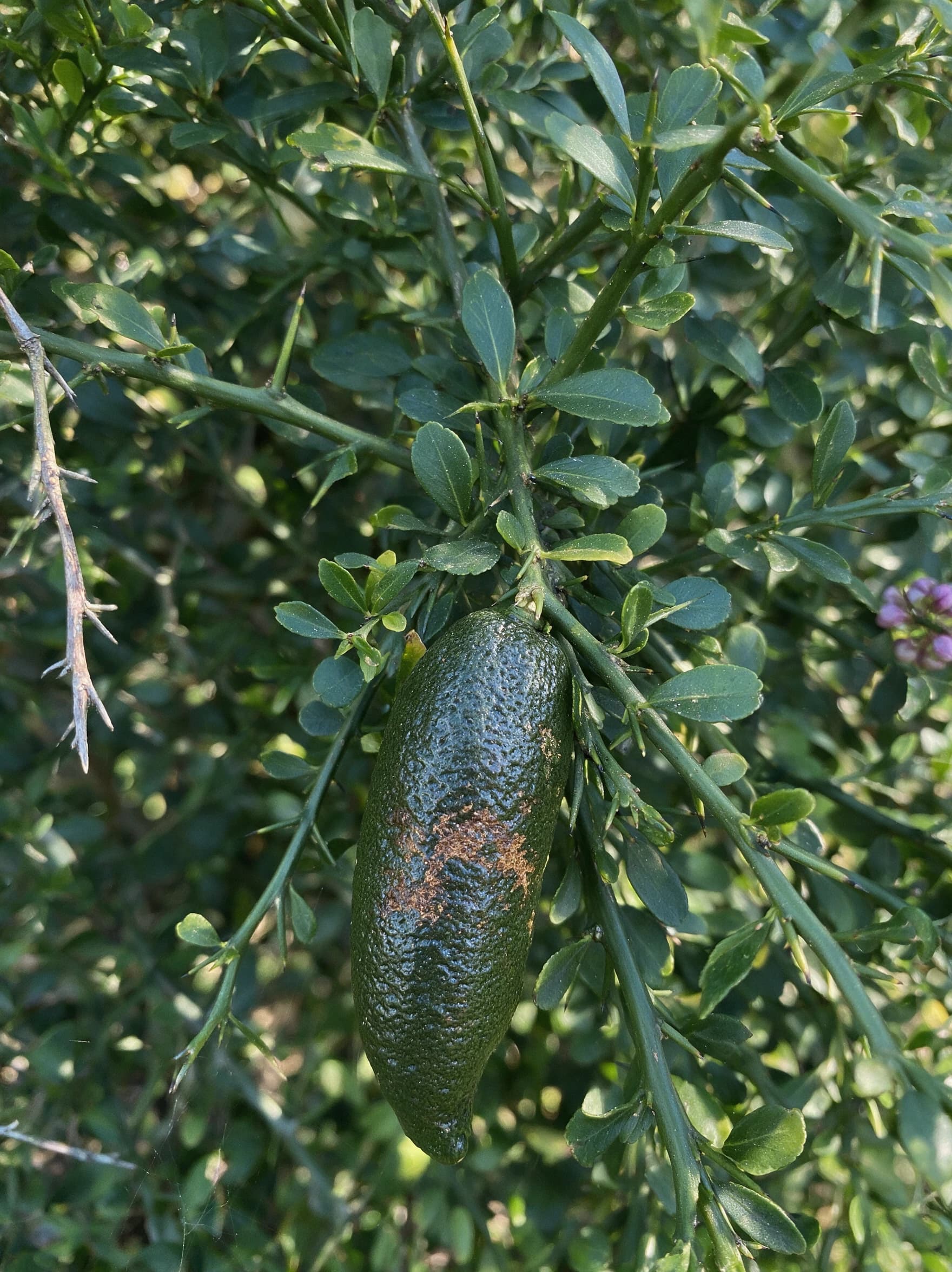פינגר ליים (ליים אצבע) (citrus australasica) — תקריב פרי, משתלת הדר נוי