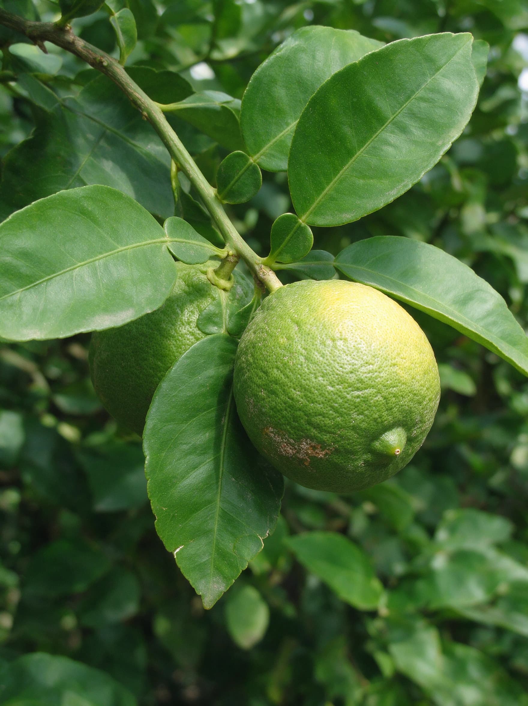 לימון ברגמונט (citrus bergamia) — תקריב פרי, משתלת הדר נוי