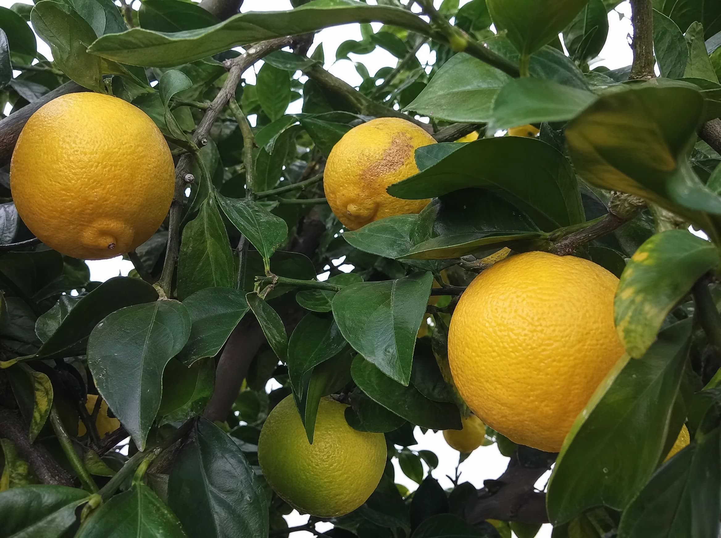 לימון ברגמונט (citrus bergamia) — תקריב פרי, משתלת הדר נוי