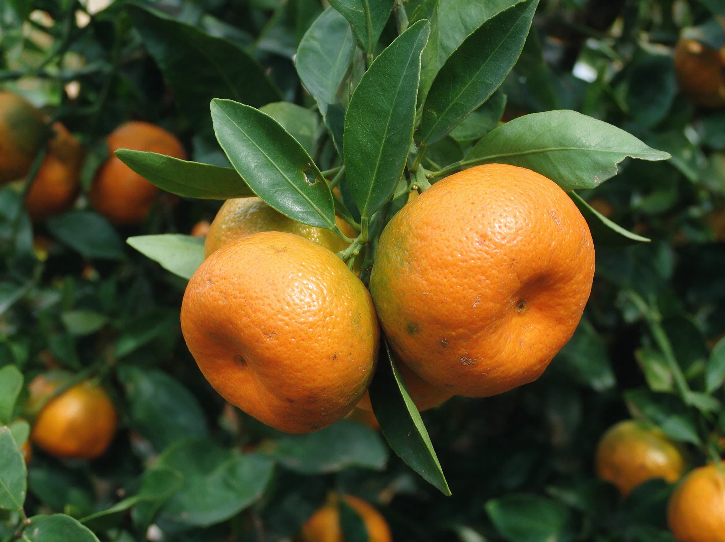 קלמנטינה (מיכל) (citrus clementina) — תקריב פרי, משתלת הדר נוי