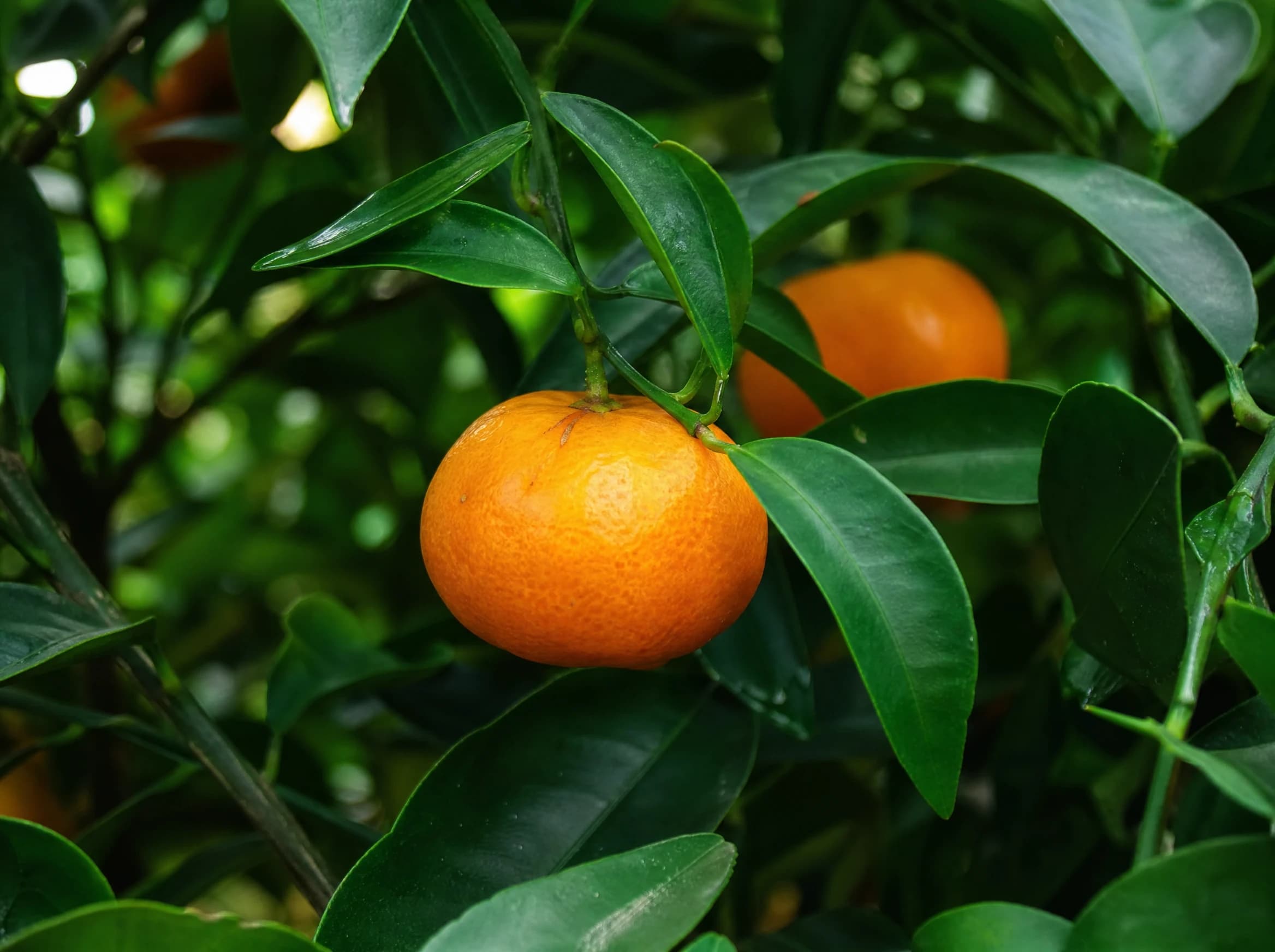 קלמנטינה (מיכל) (citrus clementina) — תקריב פרי, משתלת הדר נוי