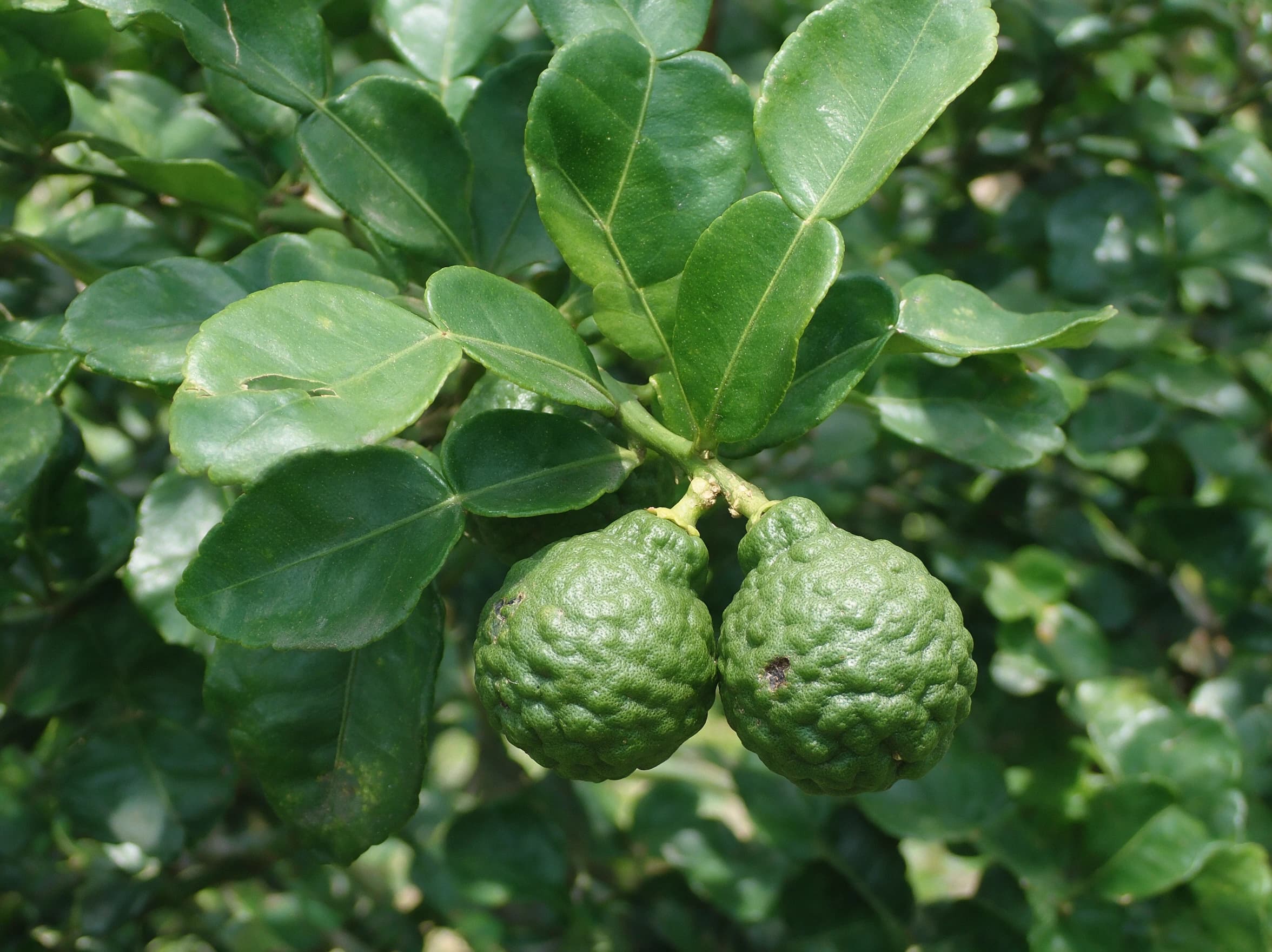 קפיר ליים (ליים כפרי) (citrus hystrix) — תקריב פרי, משתלת הדר נוי