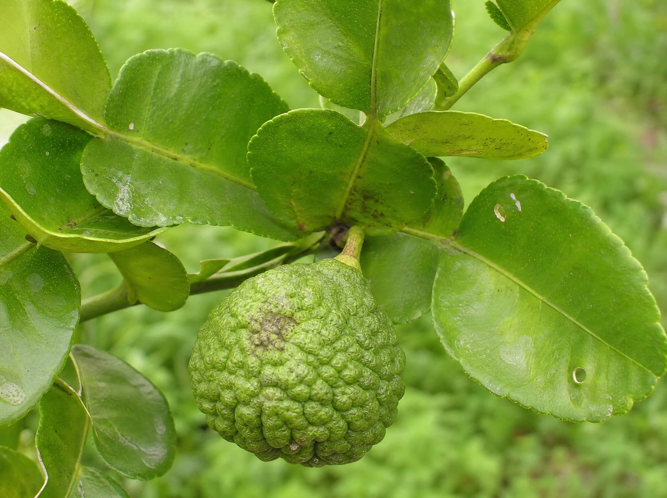 קפיר ליים (ליים כפרי) (citrus hystrix) — תקריב פרי, משתלת הדר נוי
