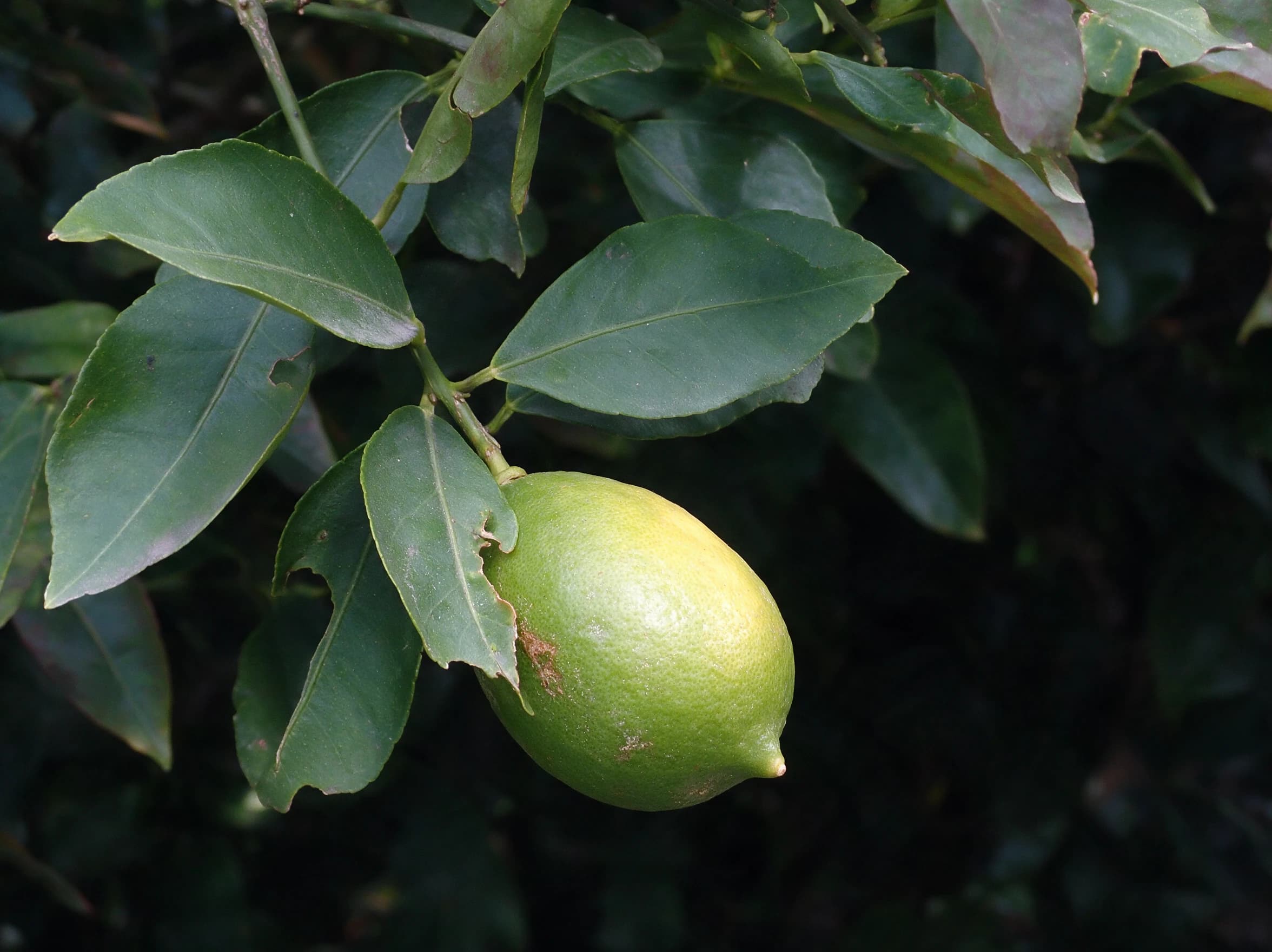 ליים (citrus latifolia) — תקריב פרי, משתלת הדר נוי