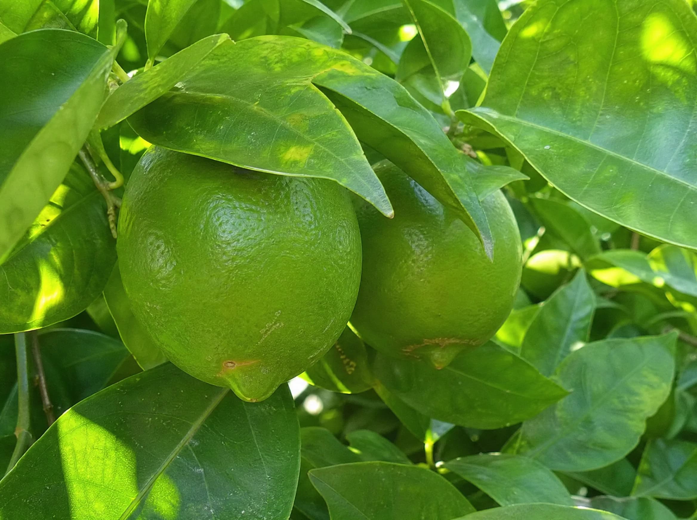 ליים (citrus latifolia) — תקריב פרי, משתלת הדר נוי