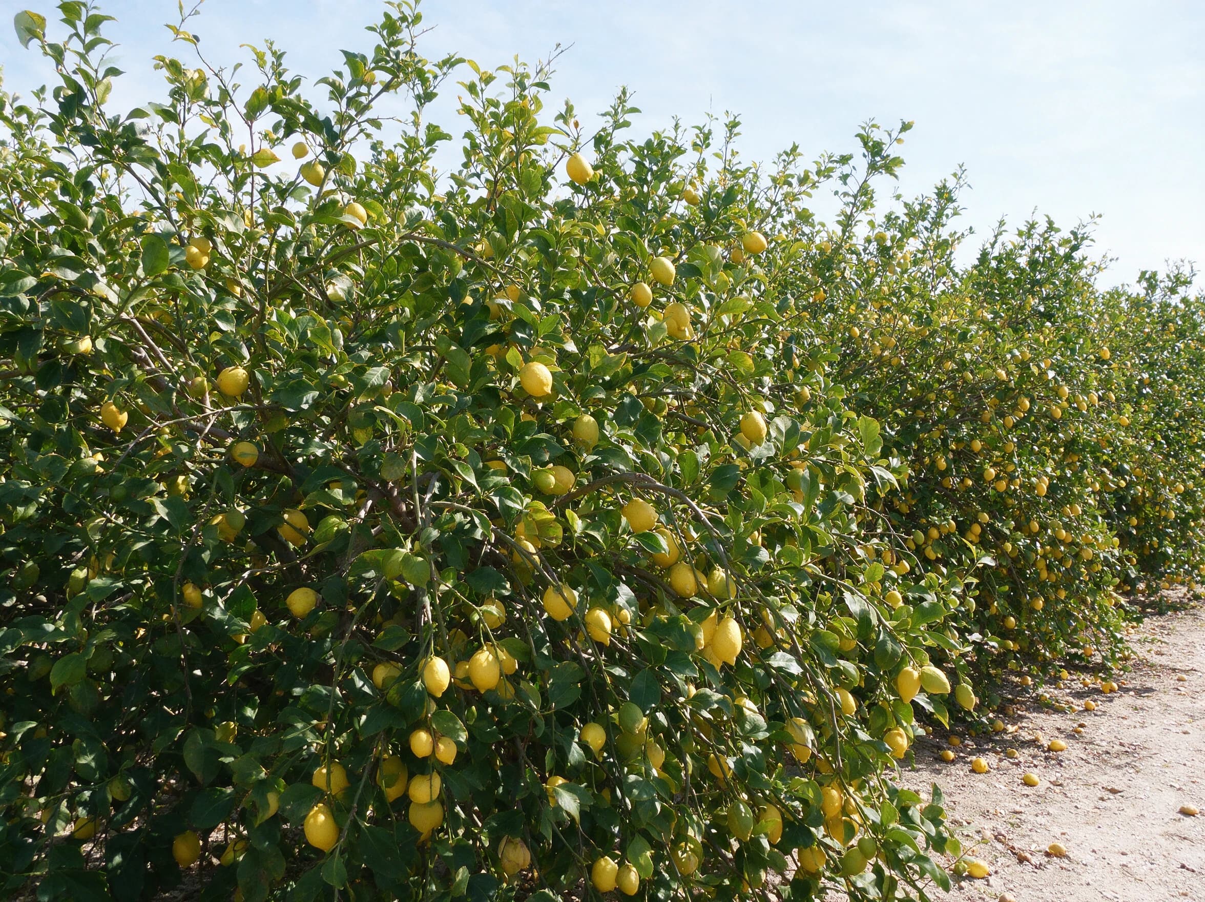 לימון יוריקה (גזע עבה) (citrus limon) — שורת עצי לימון עמוסי פרי לאורך שביל חצץ במטע — צמח מבטא בגינה, משתלת הדר נוי