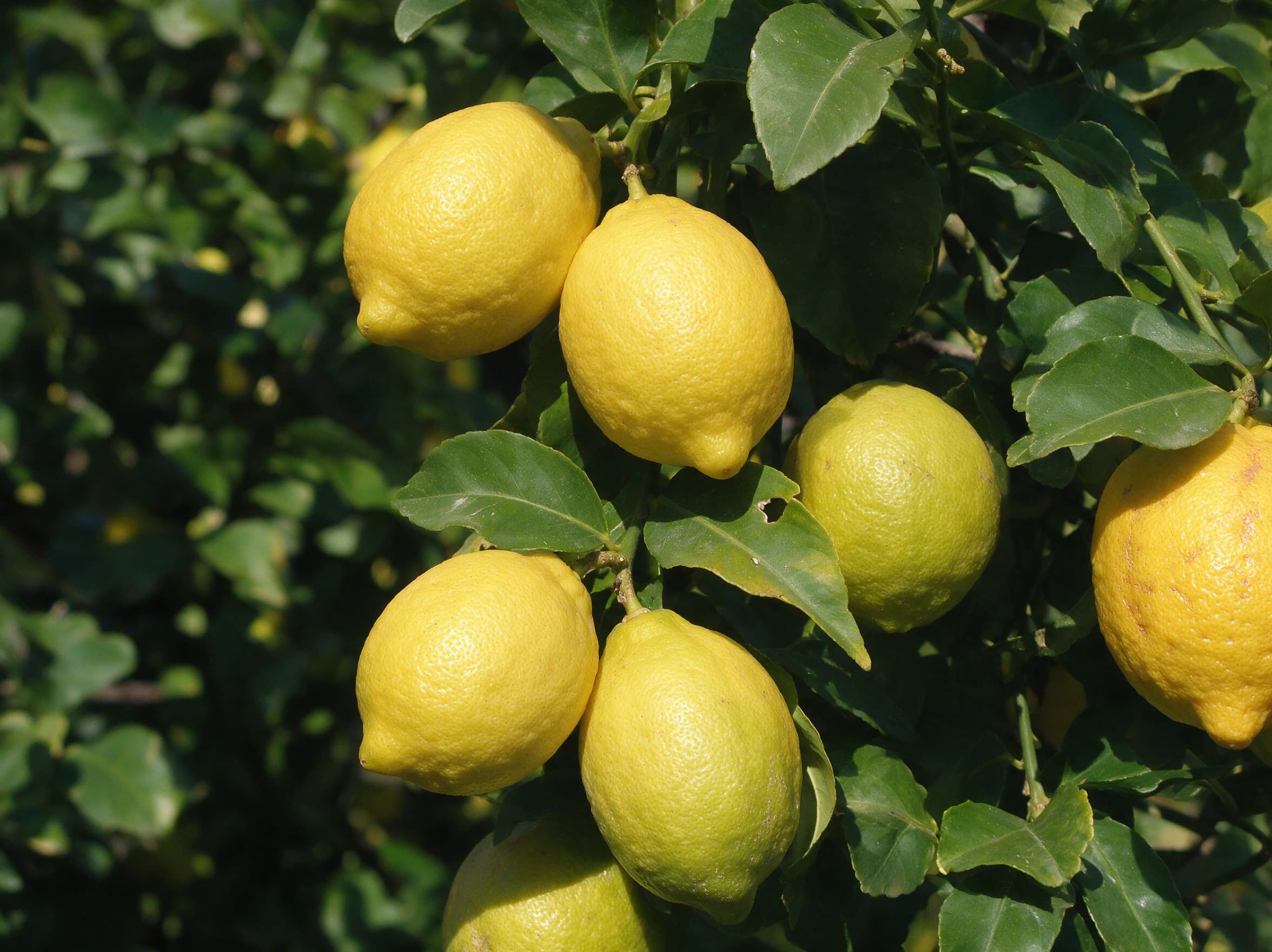 לימון יוריקה (גזע עבה) (citrus limon) — תקריב פרי, משתלת הדר נוי