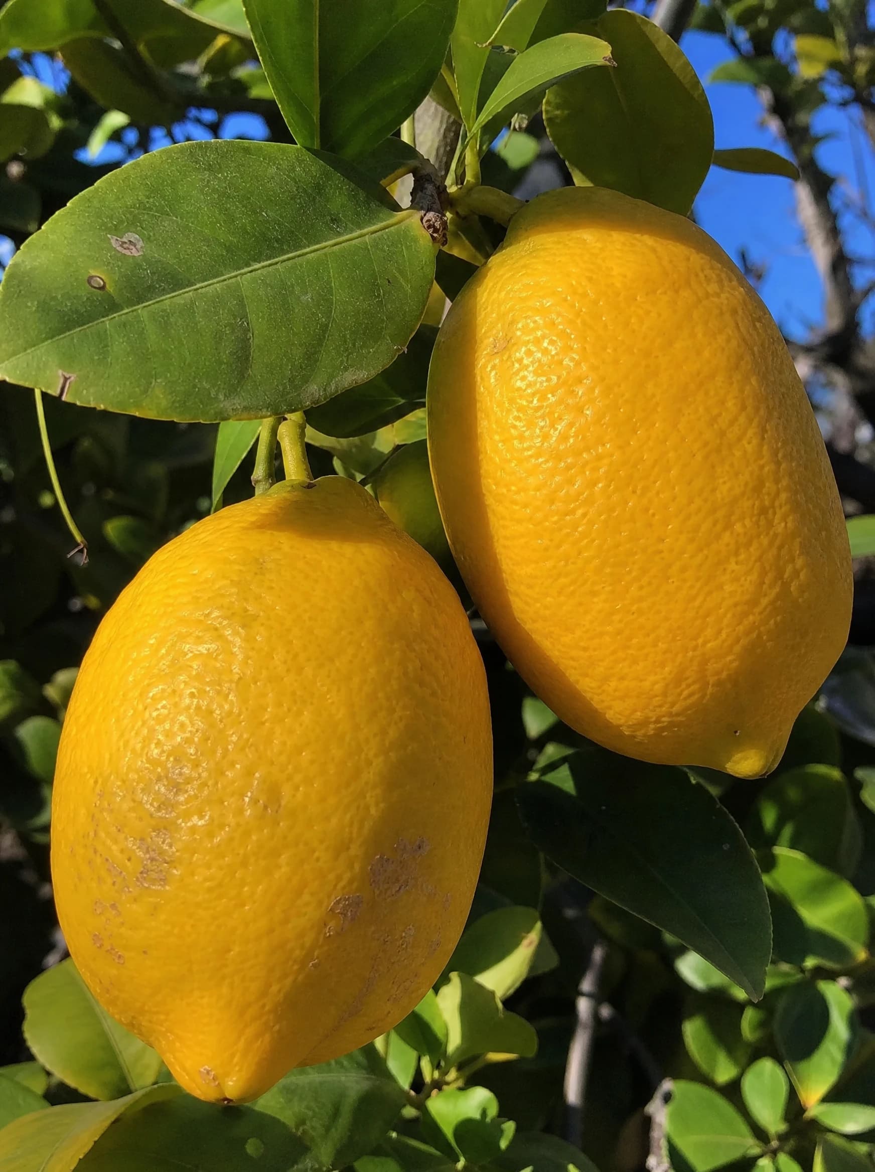 לימון יוריקה (גזע עבה) (citrus limon) — תקריב פרי, משתלת הדר נוי