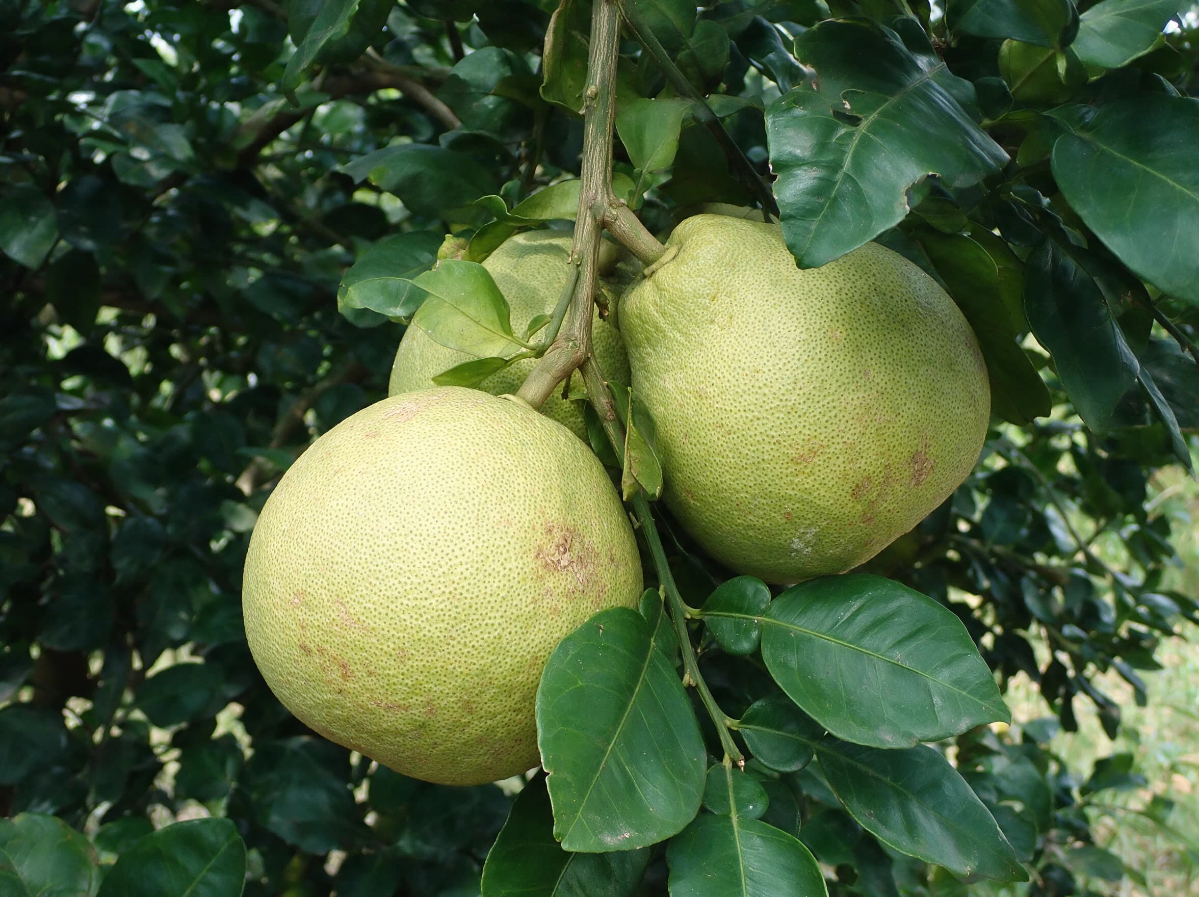 פומלית (citrus maxima) — תקריב פרי, משתלת הדר נוי