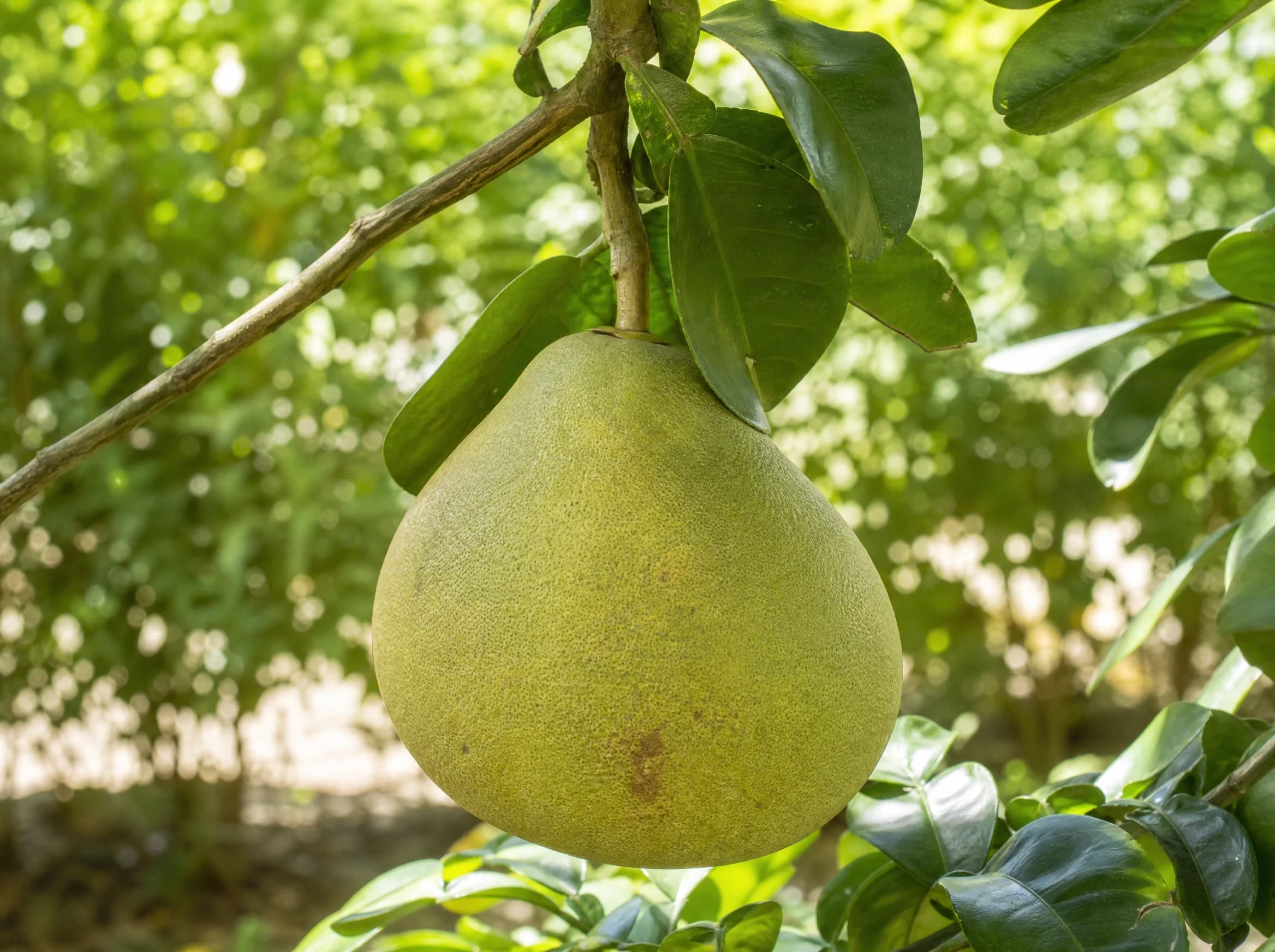 פומלית (citrus maxima) — תקריב פרי, משתלת הדר נוי
