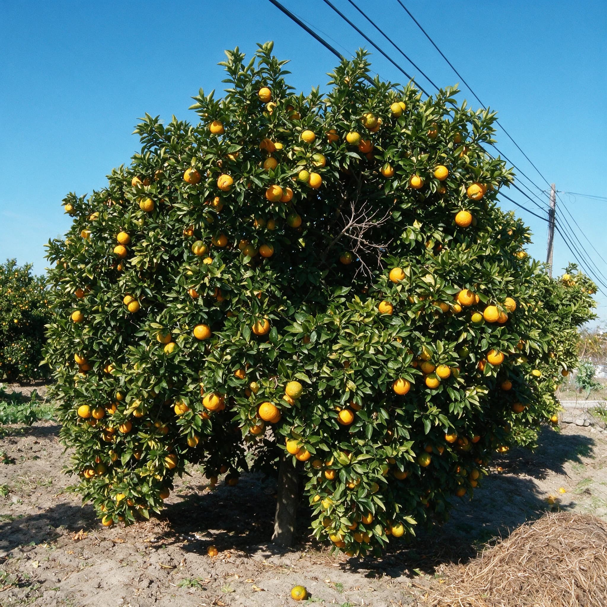תפוז 'שמוטי׳ (יפו) (citrus sinensis) — עץ תפוז עמוס פרי בשורת מטע על אדמה חשופה — צמח מבטא בגינה, משתלת הדר נוי
