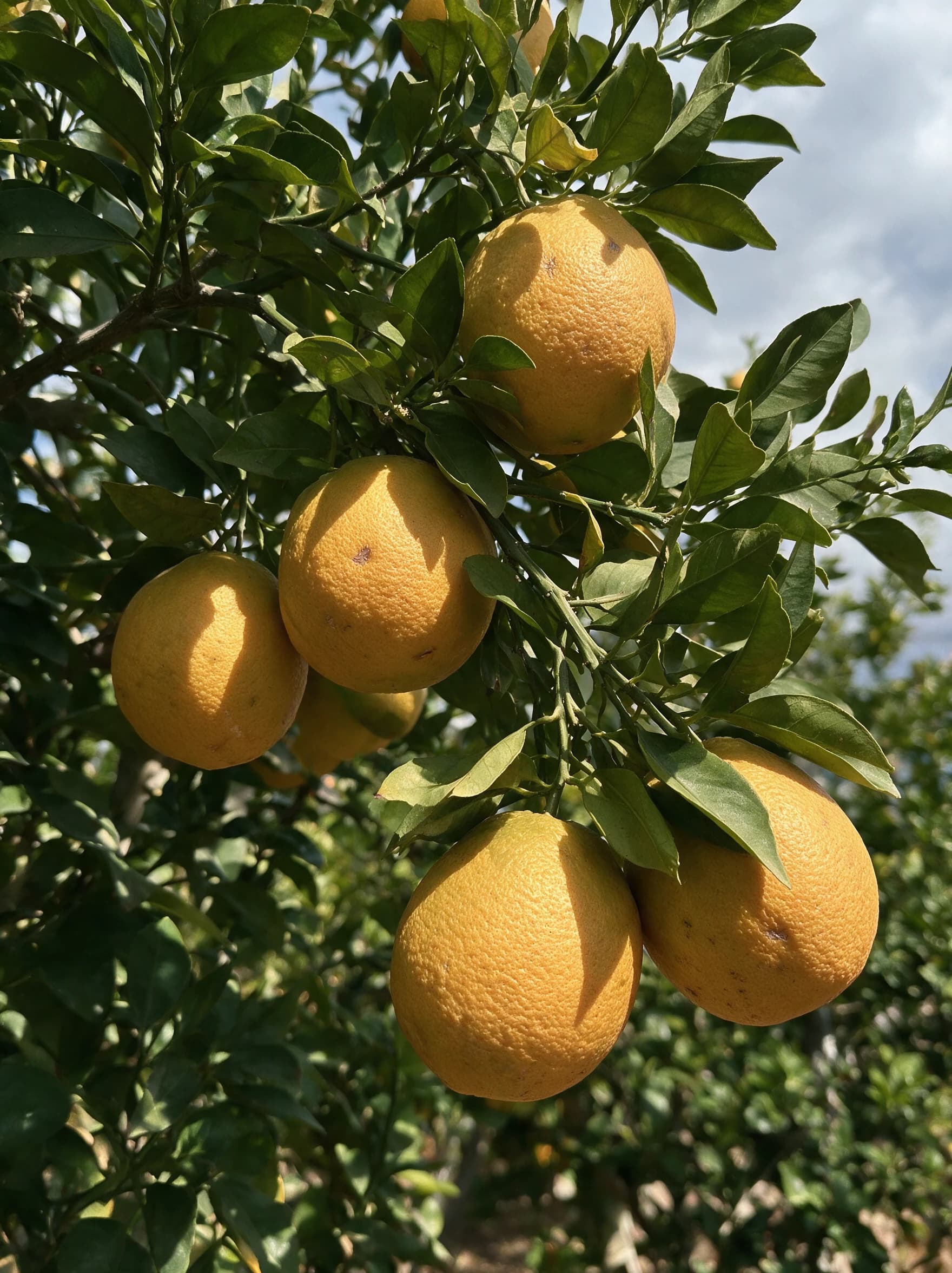 תפוז 'שמוטי׳ (יפו) (citrus sinensis) — תקריב פרי, משתלת הדר נוי