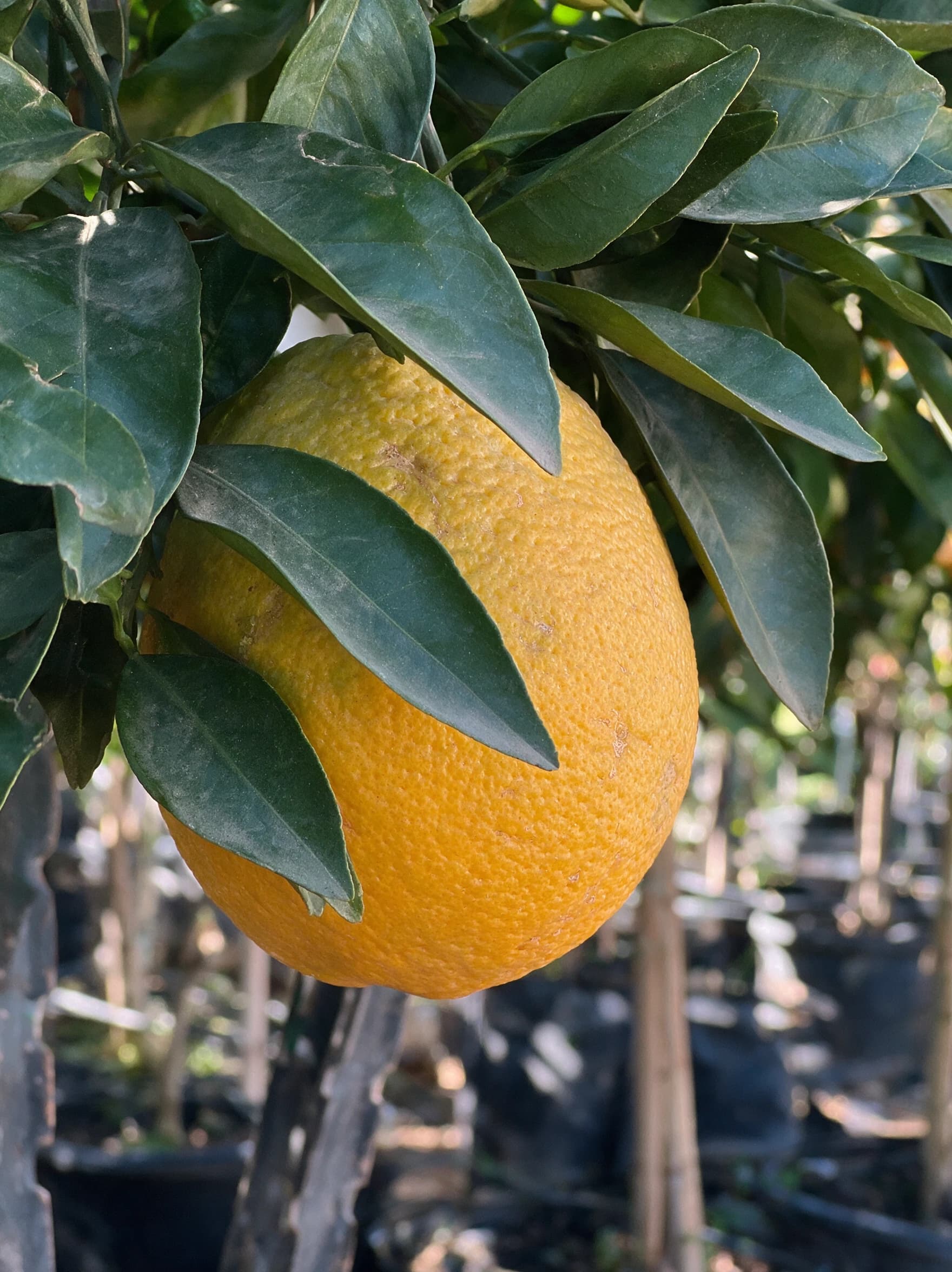 תפוז 'שמוטי׳ (יפו) (citrus sinensis) — תקריב פרי, משתלת הדר נוי