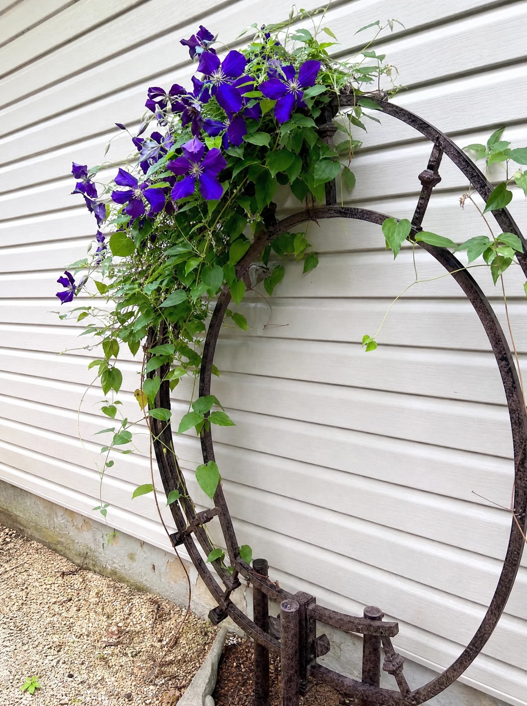 קלמטיס על קשת (clematis) — קלמטיס סגול מטפס על קשת מתכת חלודה לצד קיר עץ בהיר — מטפס על קיר ופרגולה, משתלת הדר נוי