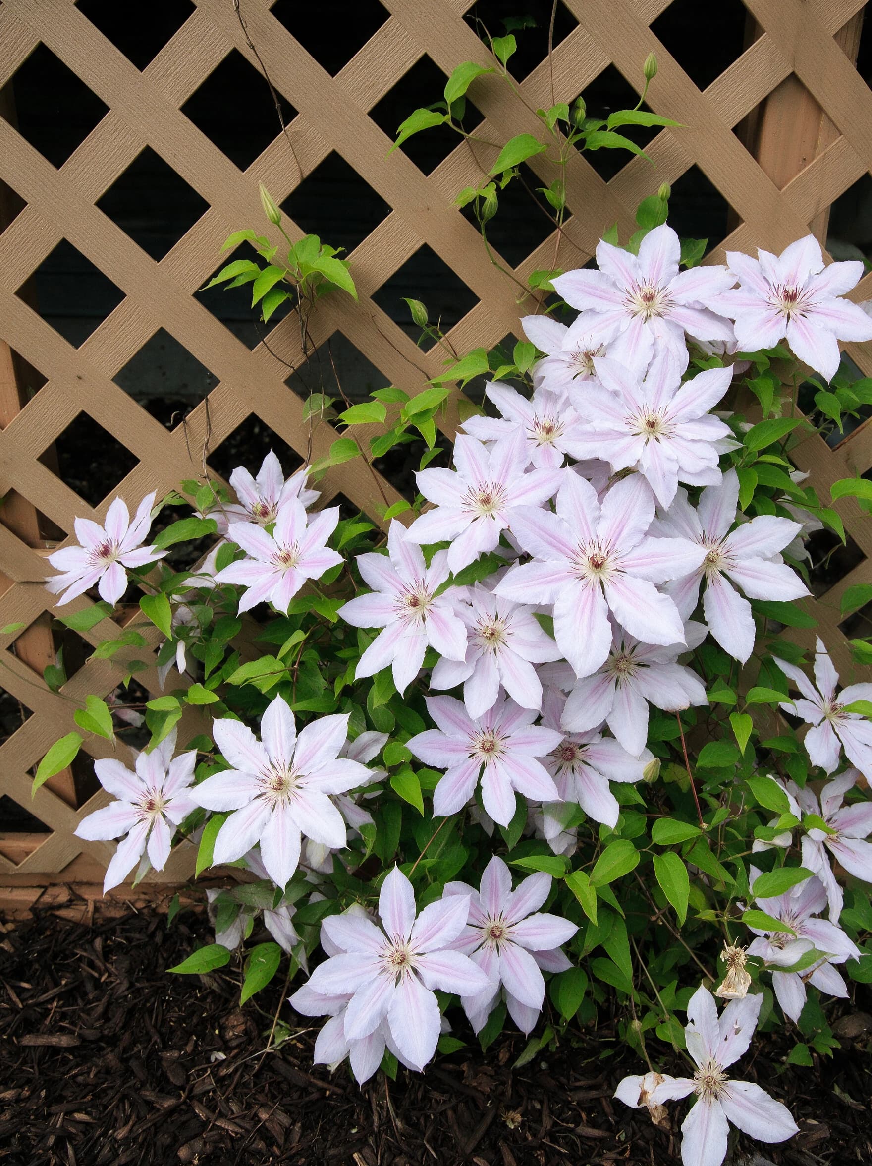 קלמטיס על קשת (clematis) — תקריב פריחה, משתלת הדר נוי