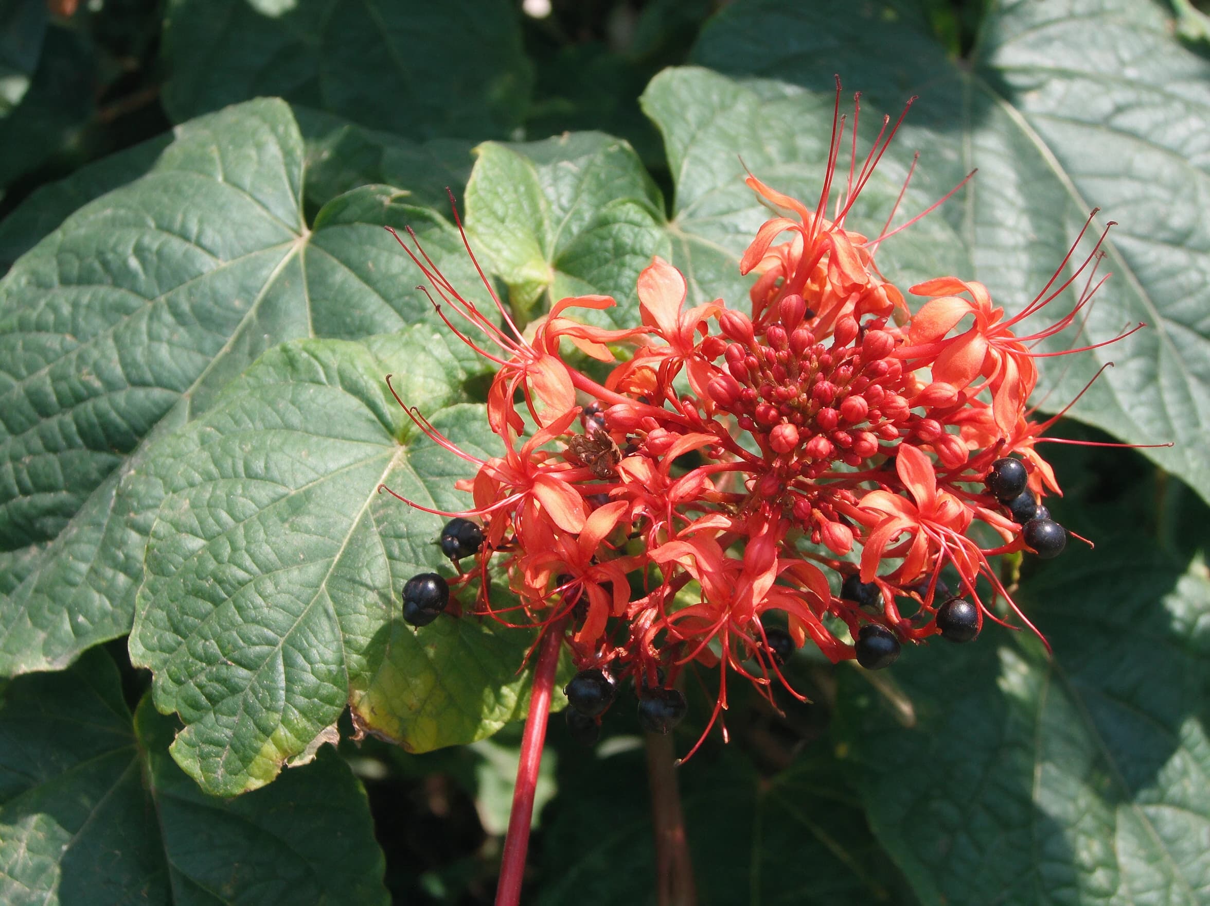 קלרודנדרון נאה (clerodendrum speciosissimum) — תקריב פריחה, משתלת הדר נוי