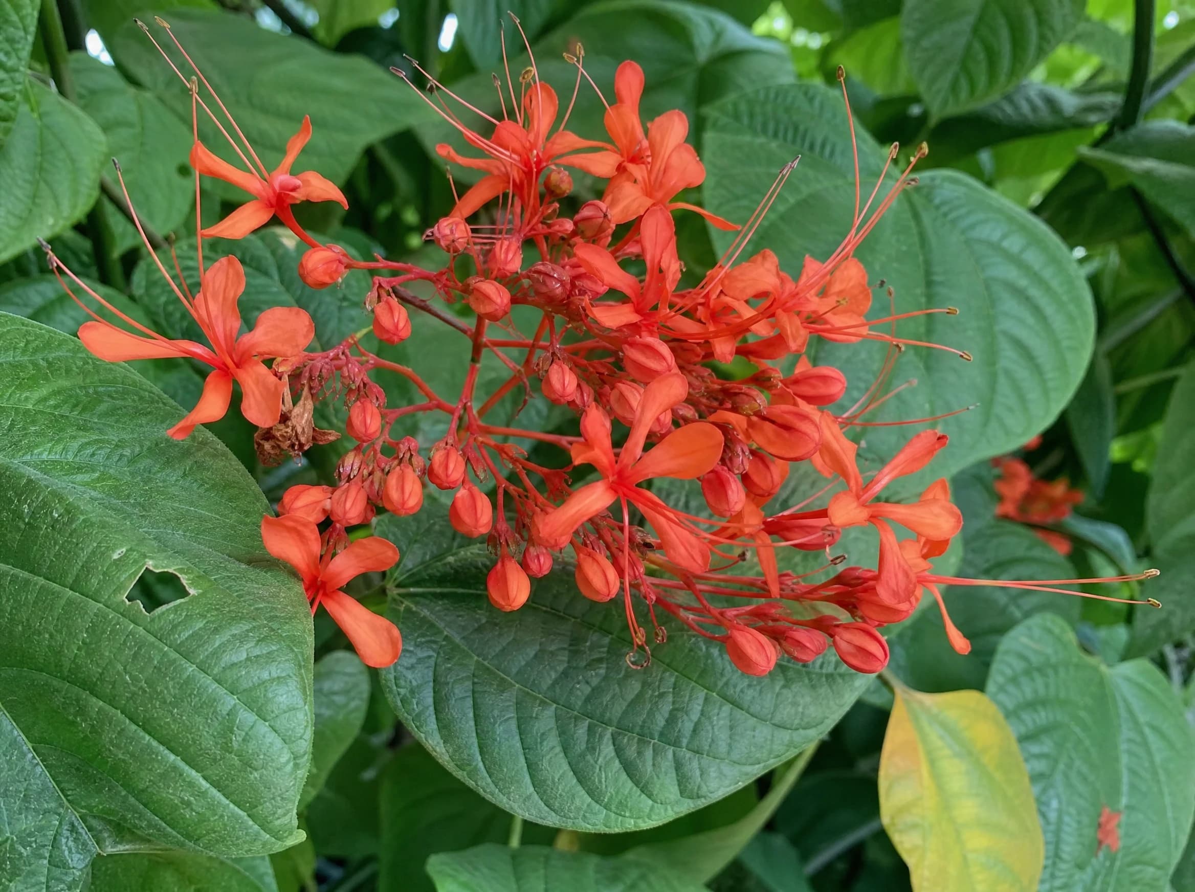 קלרודנדרון נאה (clerodendrum speciosissimum) — תקריב פריחה, משתלת הדר נוי