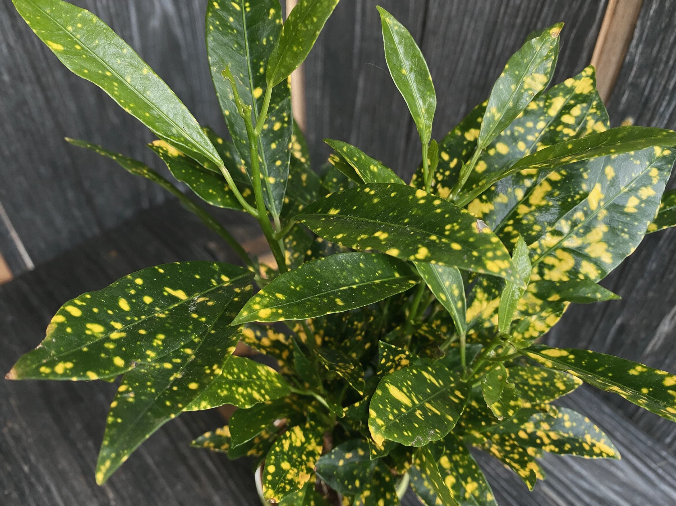 קרוטון מיני מנוקד (codiaeum variegatum) — תקריב עלים, משתלת הדר נוי