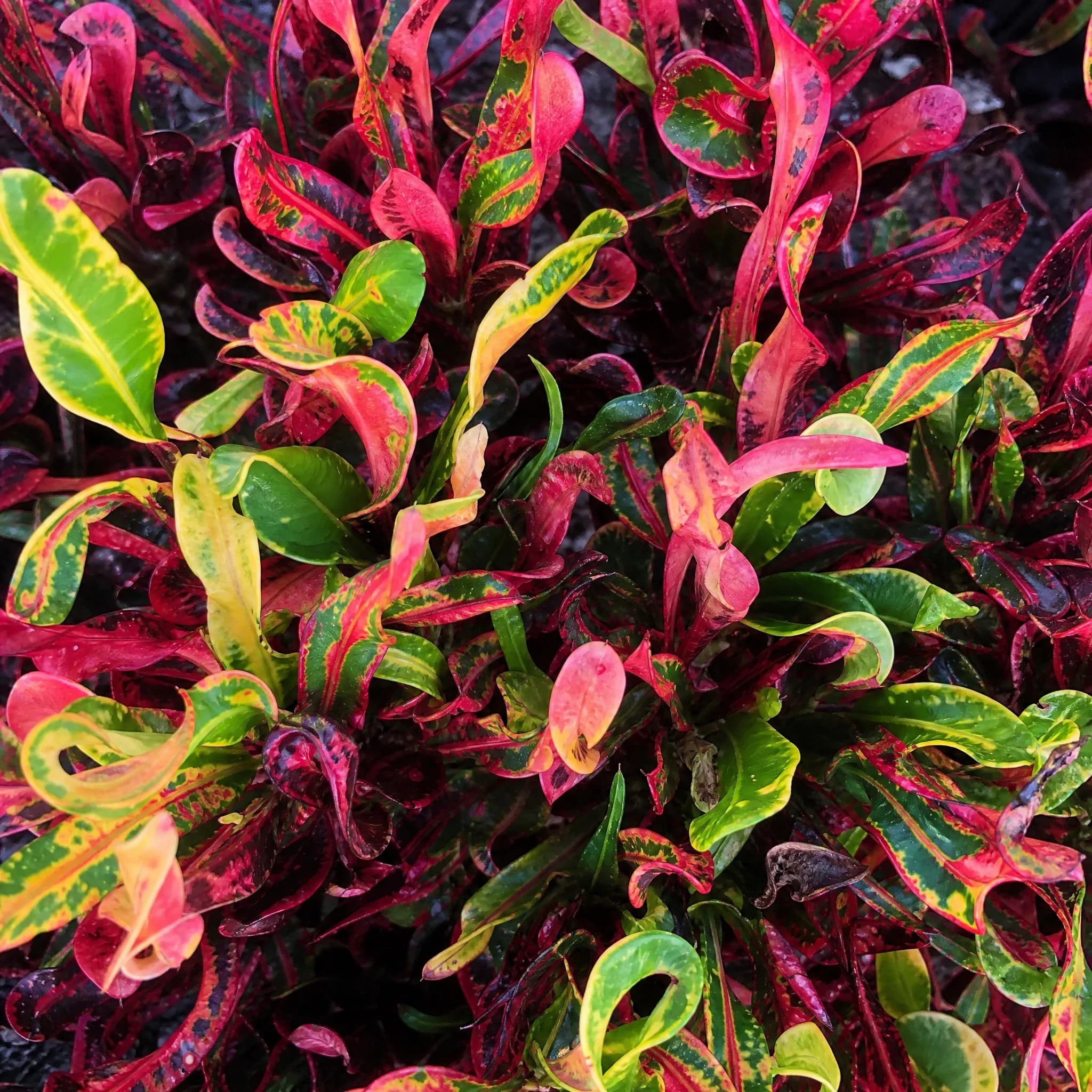 קרוטון מסולסל 'מאמי׳ (codiaeum variegatum mammy) — תקריב עלים, משתלת הדר נוי