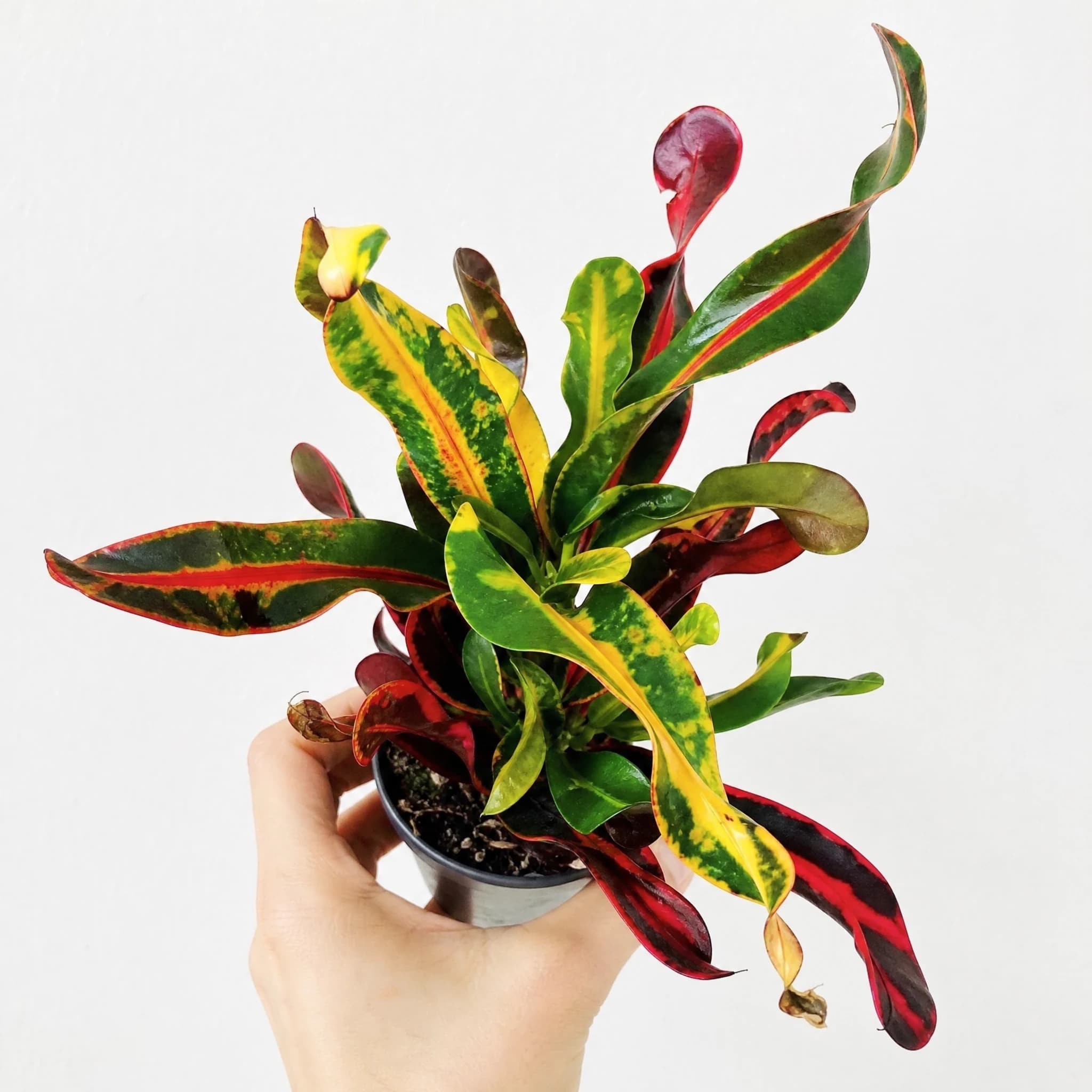 קרוטון מסולסל 'מאמי׳ (codiaeum variegatum mammy) — תקריב עלים, משתלת הדר נוי